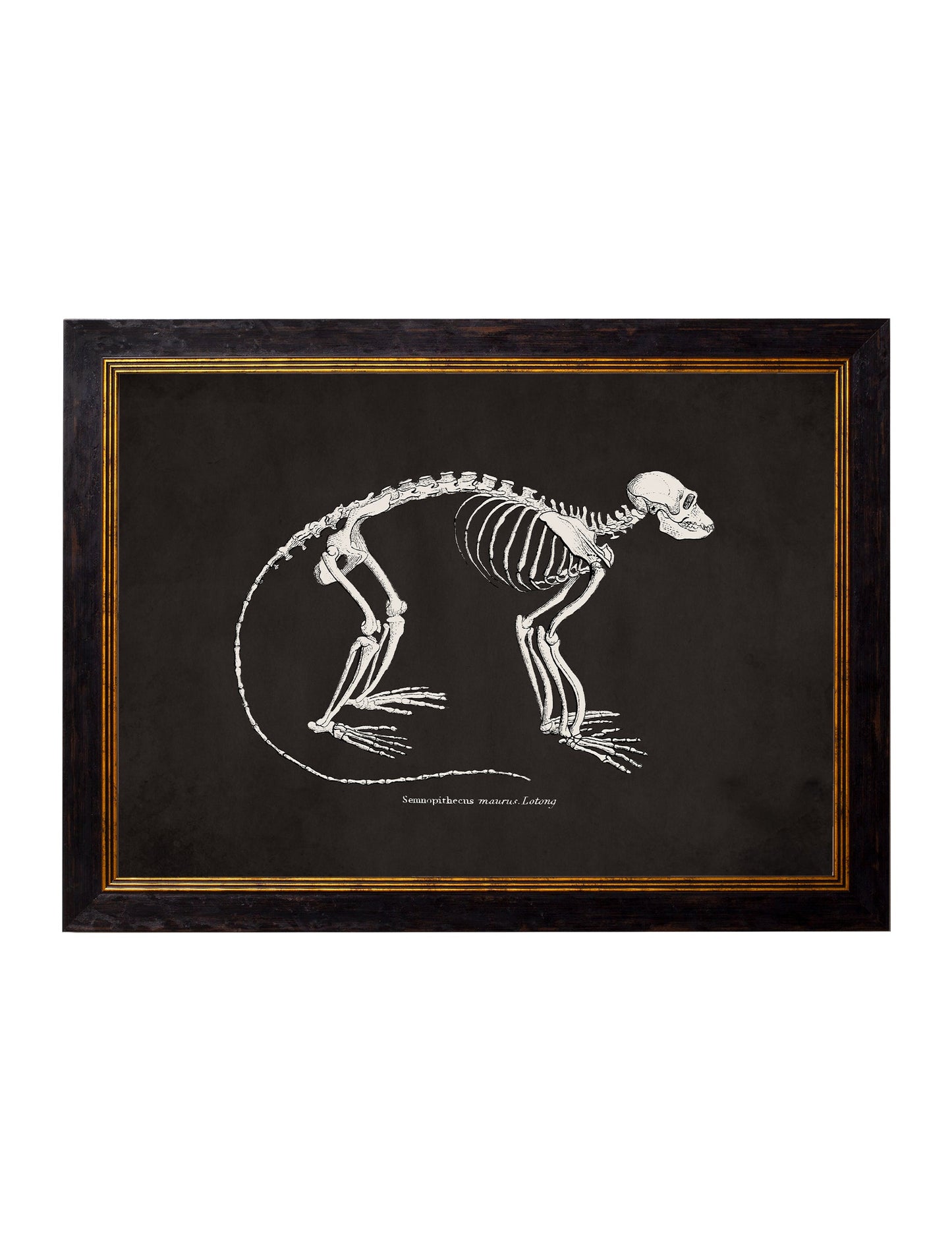 c.1870 Anatomical Skeletons - Dark