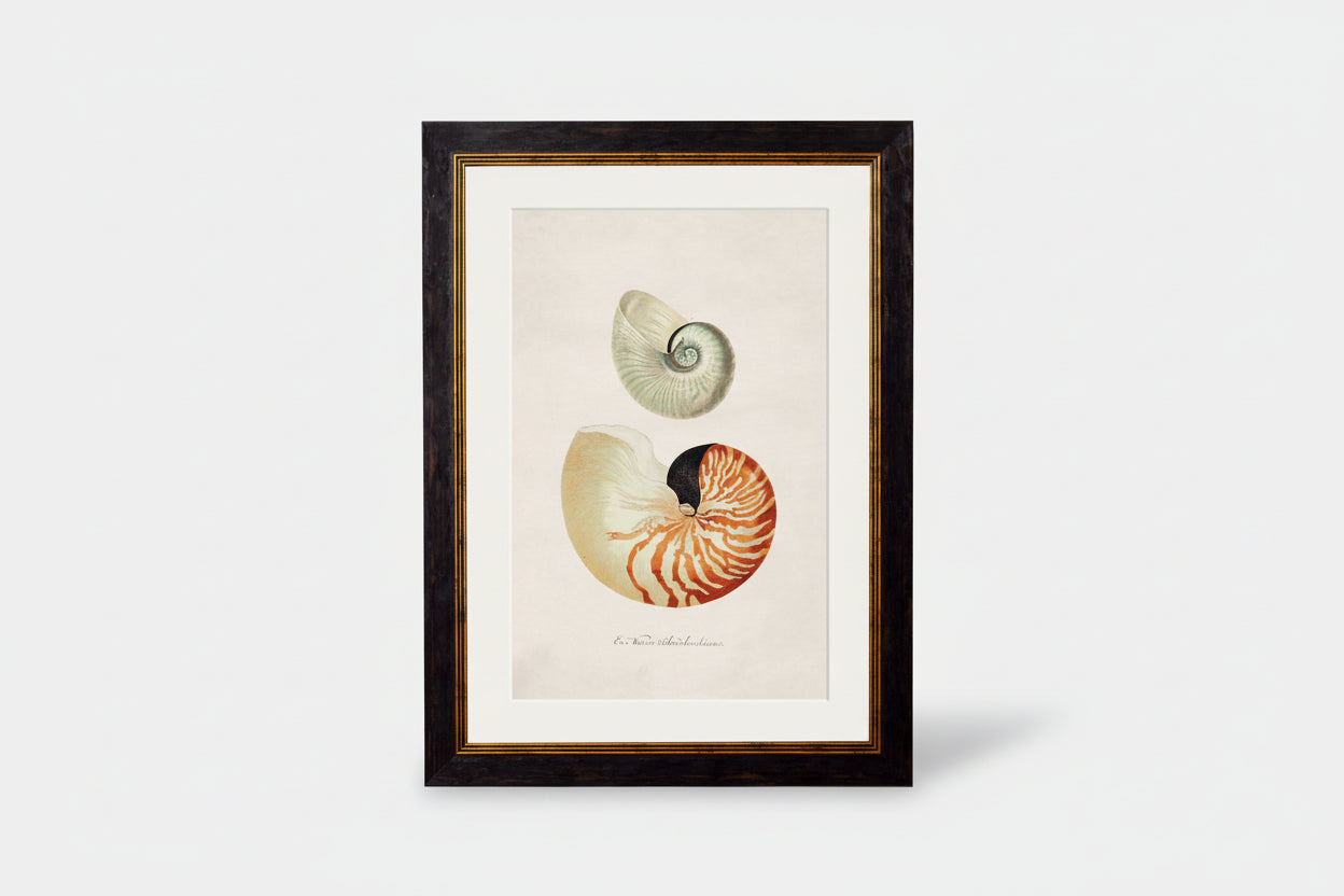 Framed print of two spiral nautilus shells, one pale green, one orange-striped on cream.
