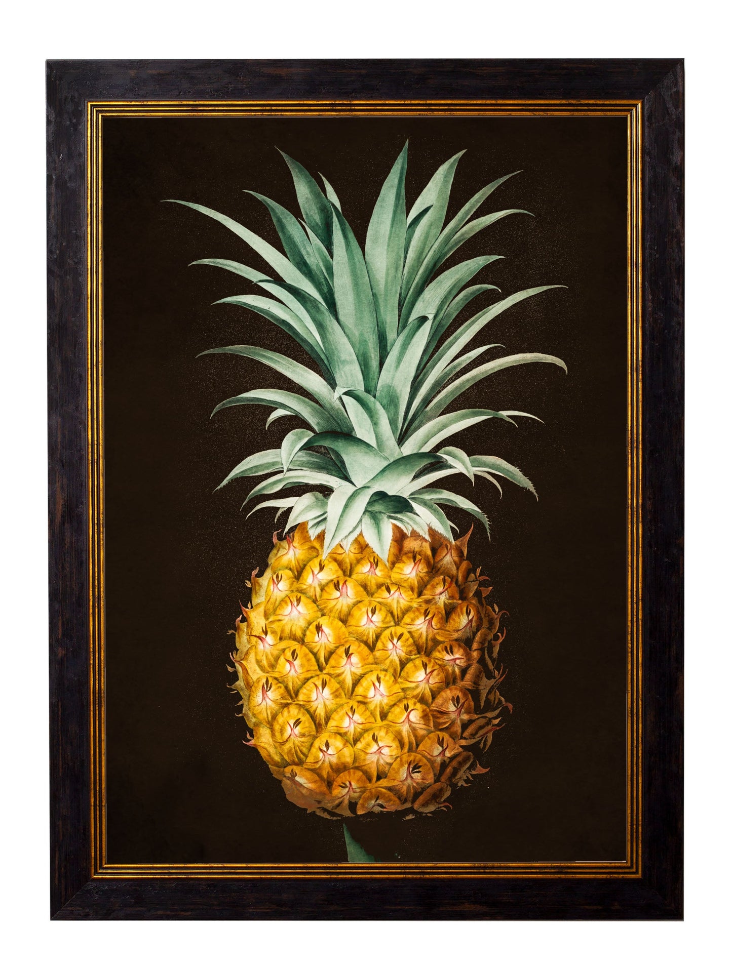 A vibrant, hand-colored 19th-century pineapple illustration set against a striking black background in a wooden frame.