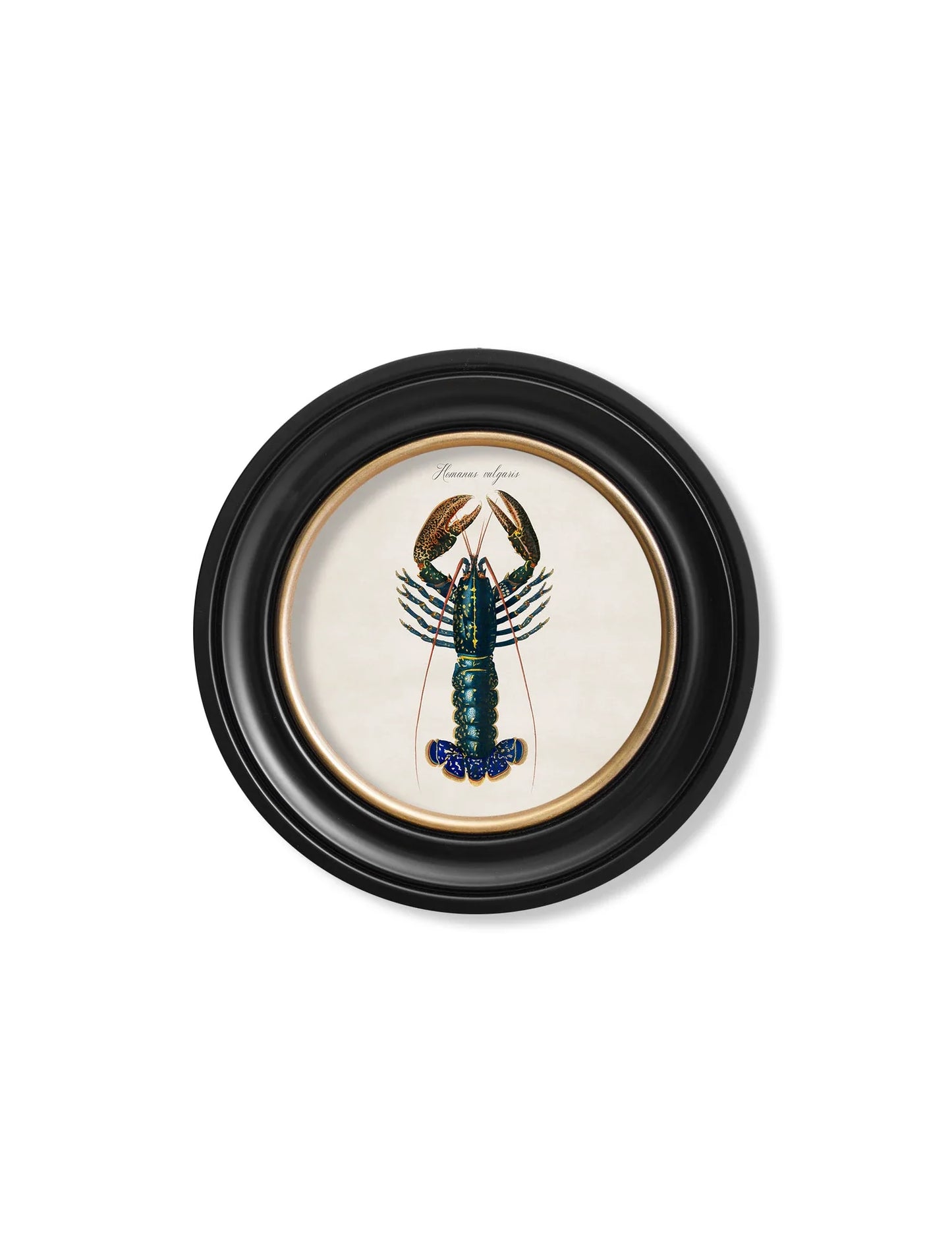 C.1876 Marine Animals in Round Frames for sale - Woodcock and Cavendish