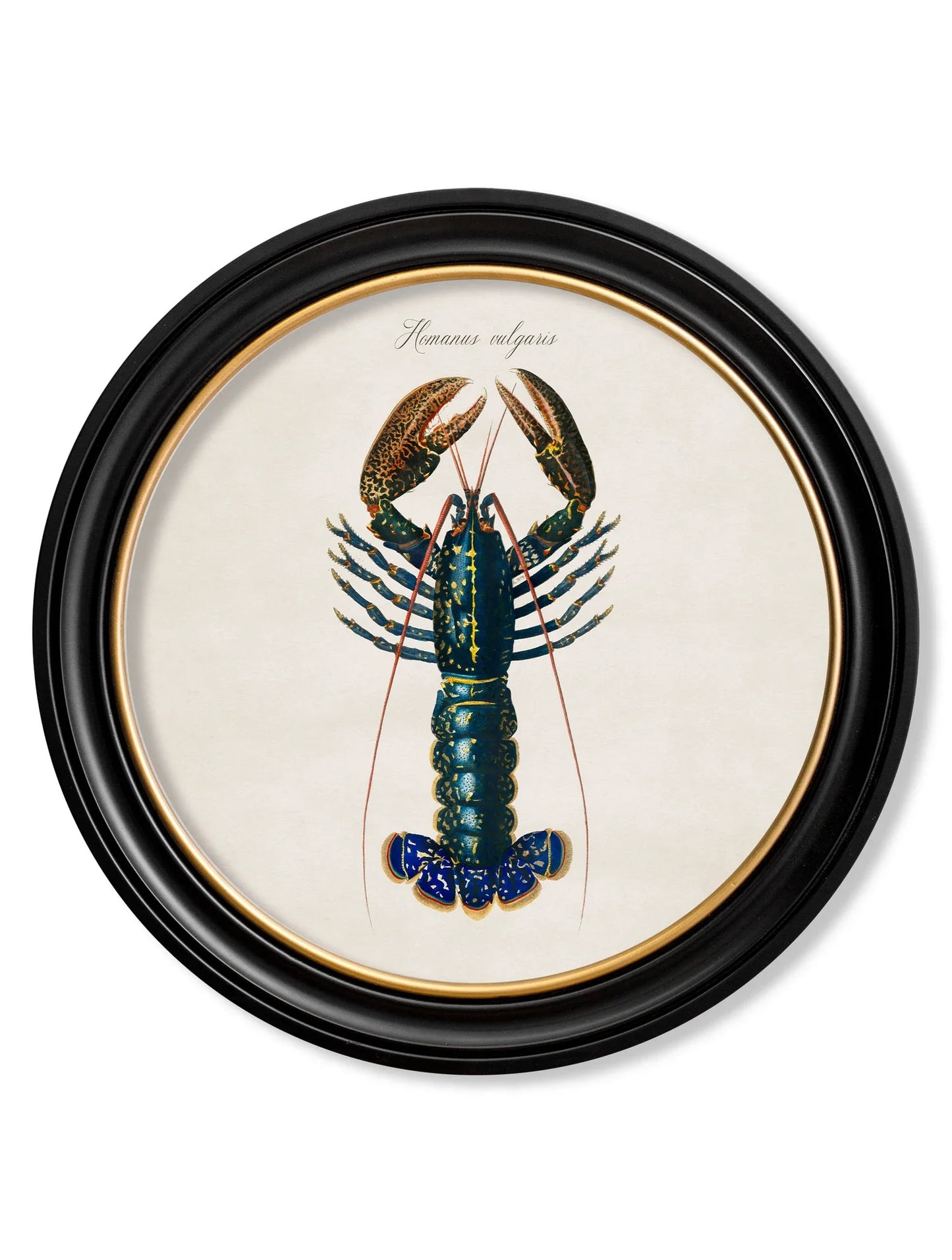 C.1876 Marine Animals in Round Frames for sale - Woodcock and Cavendish