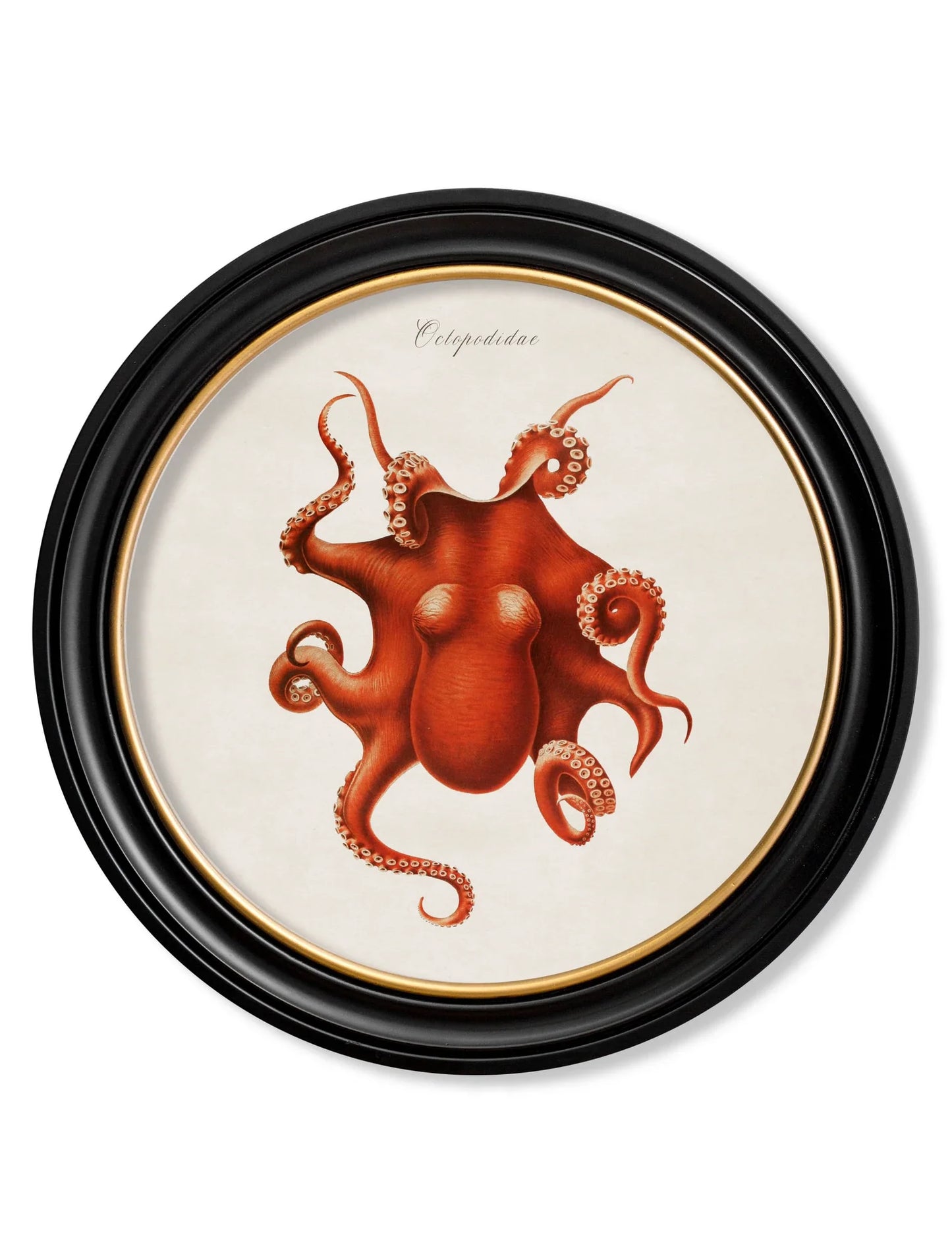 C.1876 Marine Animals in Round Frames for sale - Woodcock and Cavendish