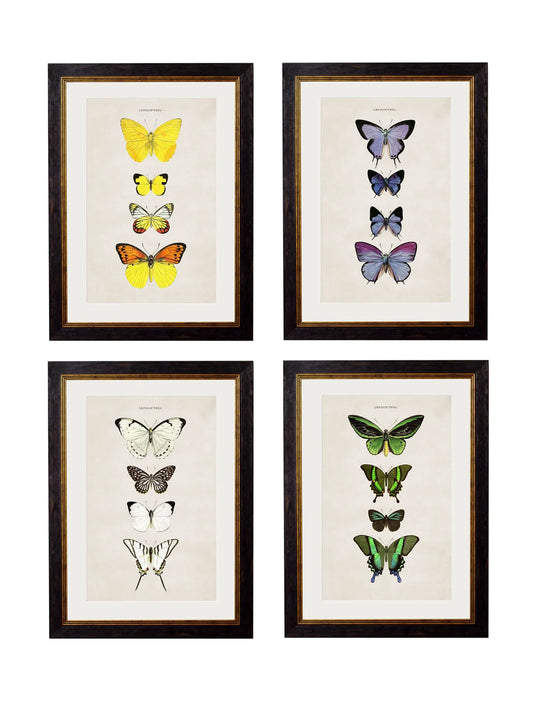 C.1835 Butterflies Frames for sale - Woodcock and Cavendish