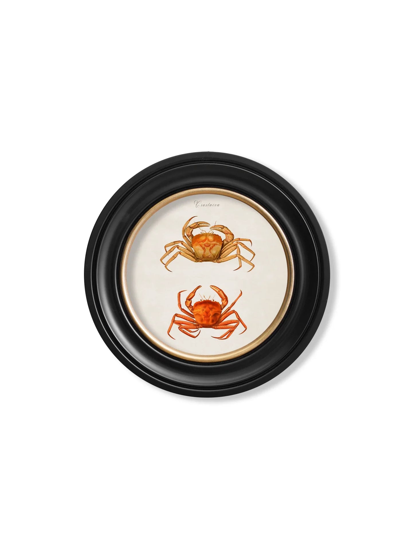 C.1876 Marine Animals in Round Frames for sale - Woodcock and Cavendish