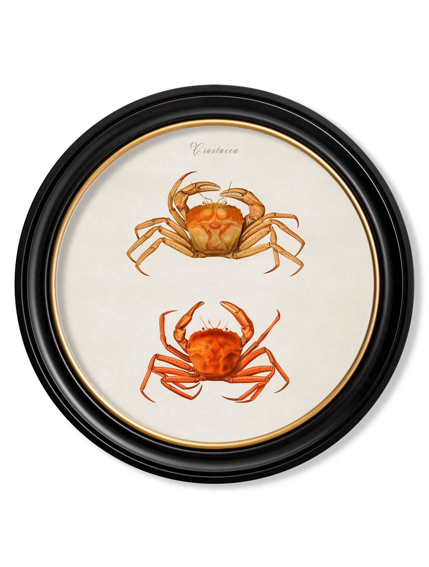 C.1876 Marine Animals in Round Frames for sale - Woodcock and Cavendish