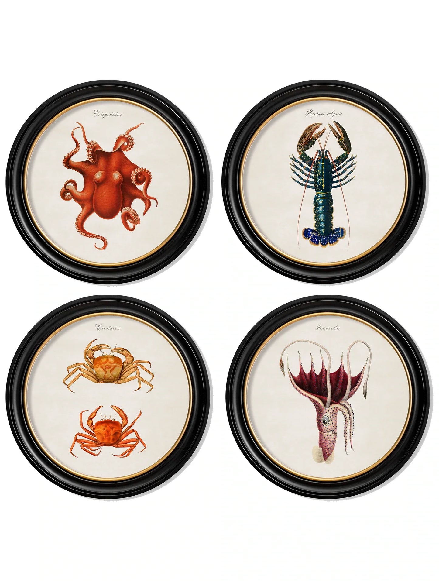 C.1876 Marine Animals in Round Frames for sale - Woodcock and Cavendish