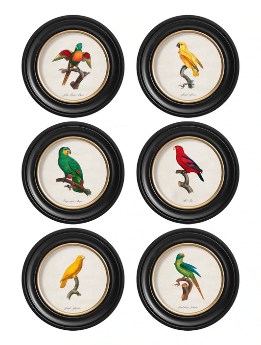 C.1800'S Collection Of Parrots In Round Frame for sale - Woodcock and Cavendish