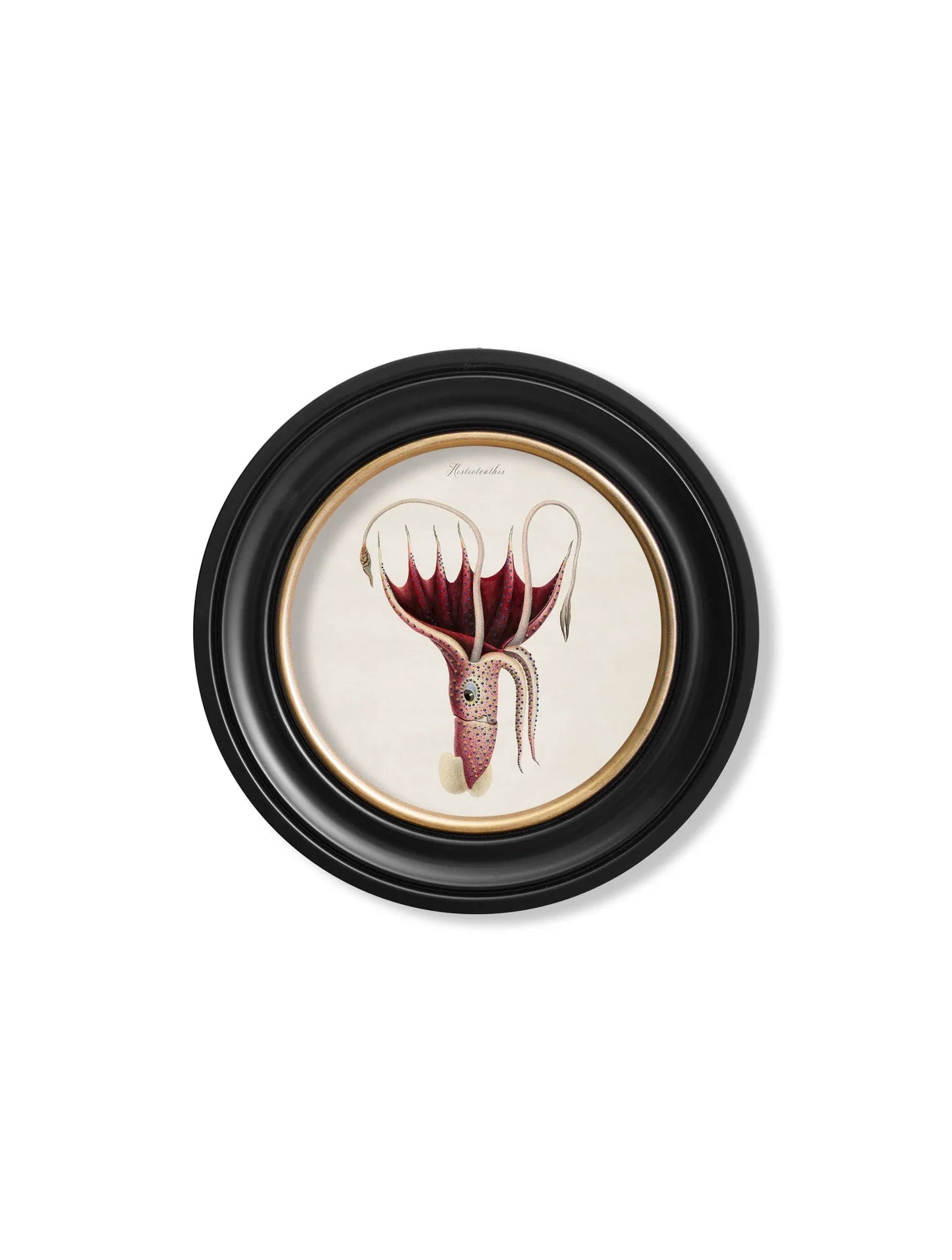 C.1876 Marine Animals in Round Frames for sale - Woodcock and Cavendish