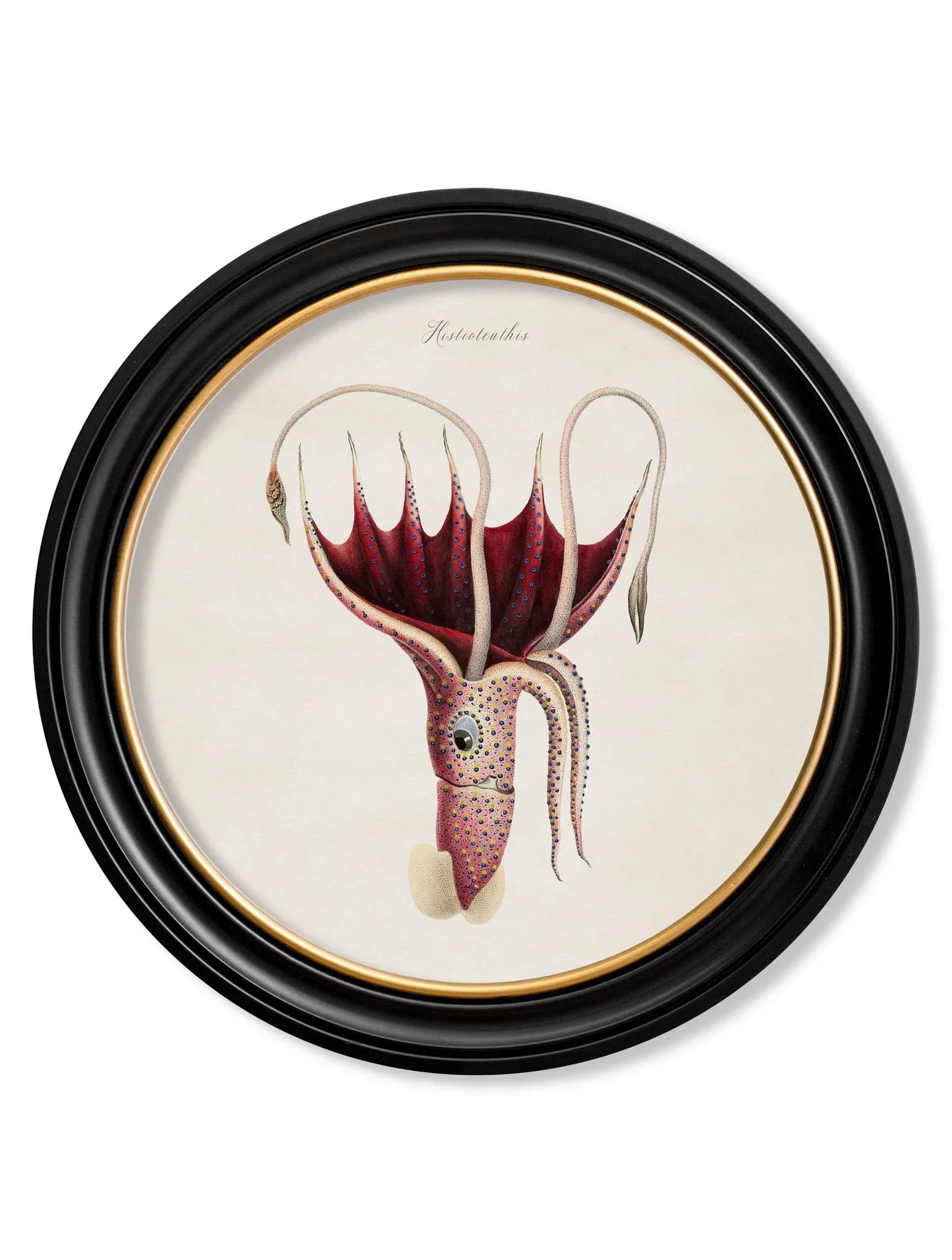 C.1876 Marine Animals in Round Frames for sale - Woodcock and Cavendish