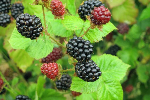 Blackberry Picking