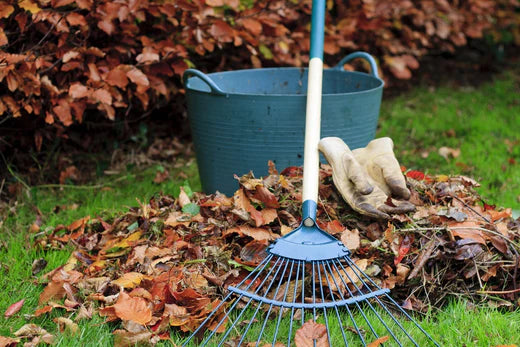 Autumnal Gardening