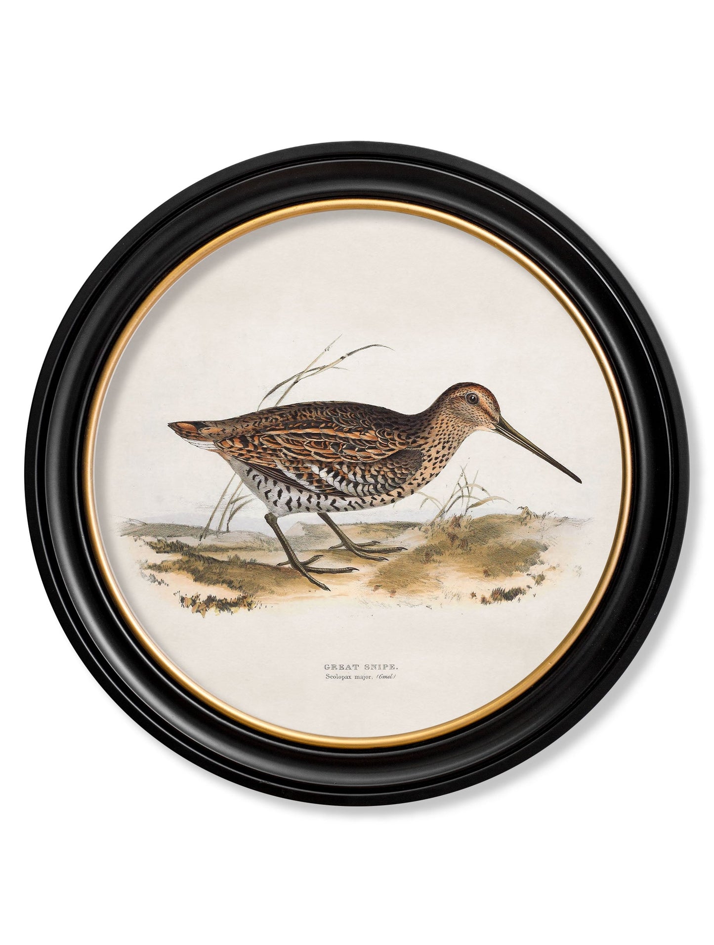 c.1837's British Game Birds - Round