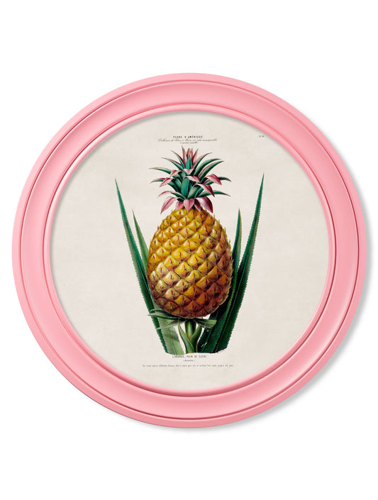 c.1843 Pineapple Plant - Round Frame Pink