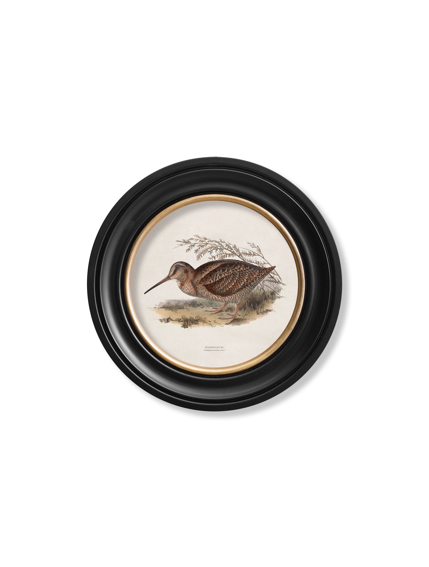 c.1837's British Game Birds - Round