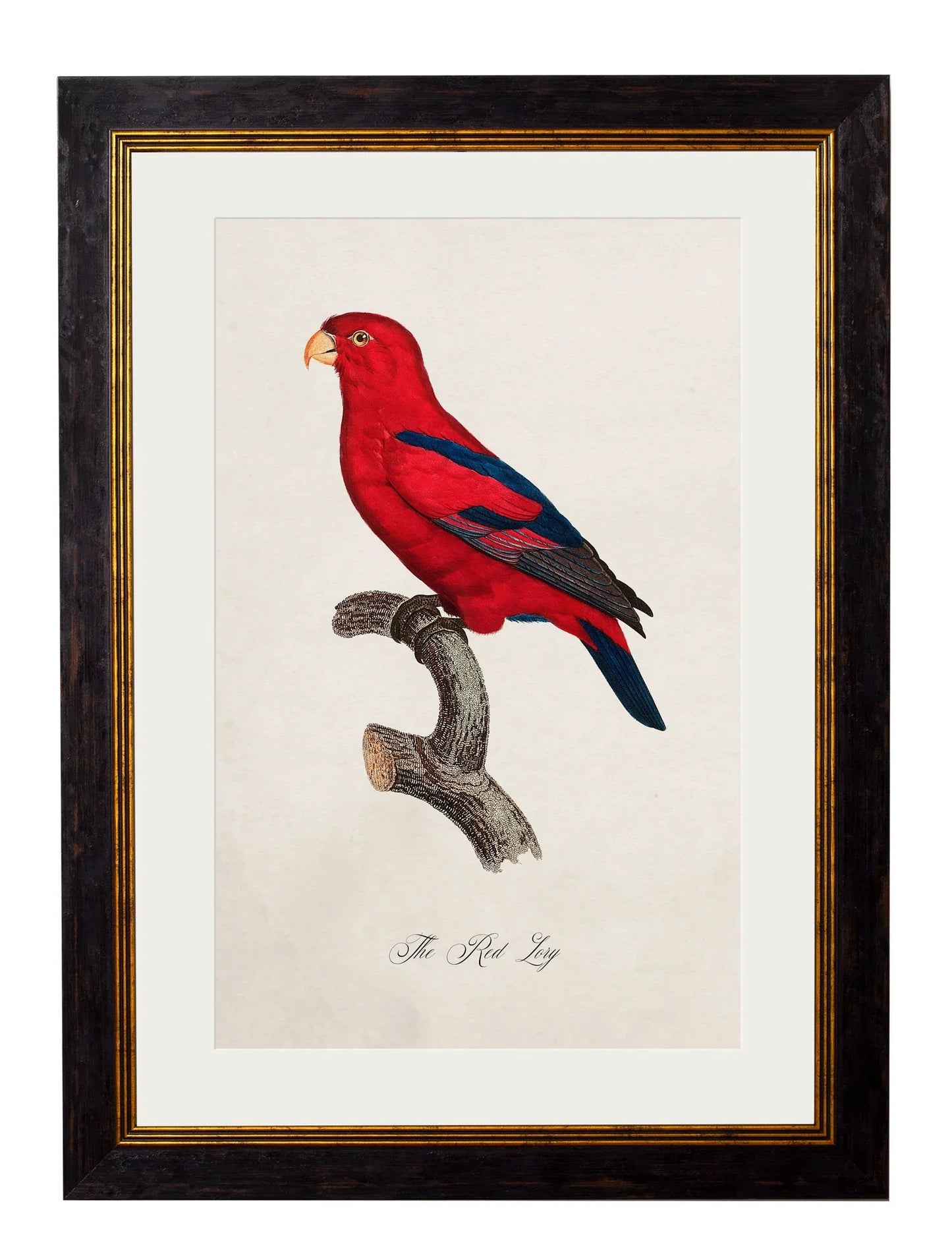 C.1800's Collection Of Parrots - Set of 12 for sale - Woodcock and Cavendish
