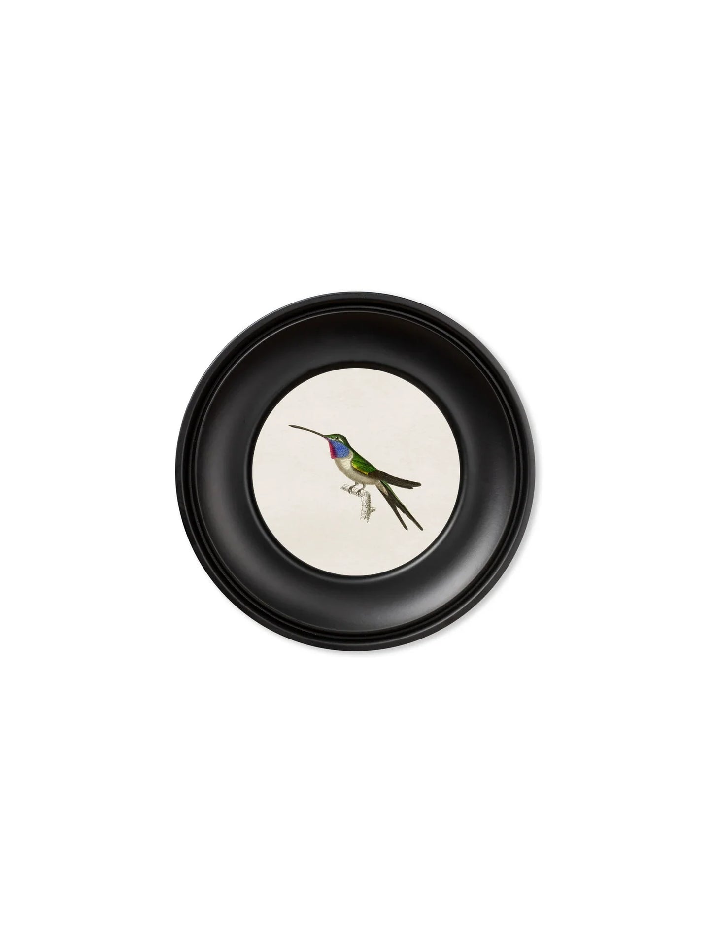C.1835 Collection of Hummingbirds In Mini Round Frames for sale - Woodcock and Cavendish