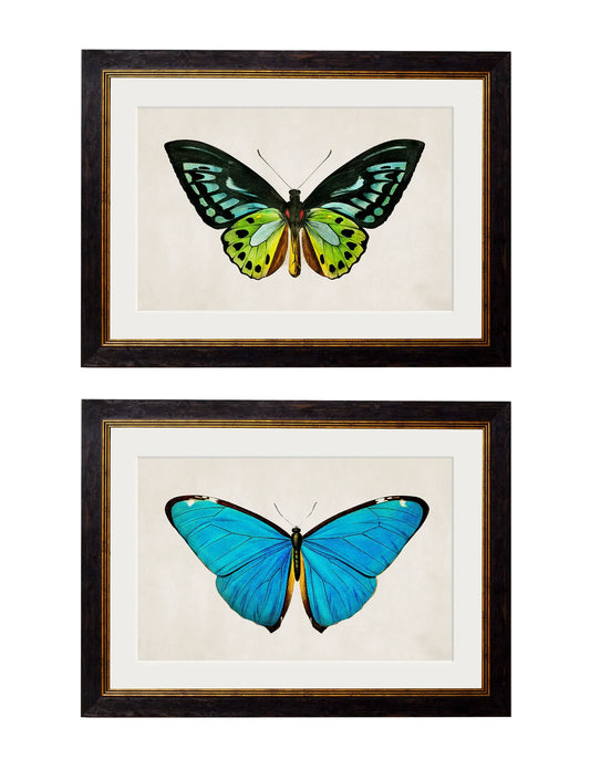 C.1836 Tropical Butterflies Frames for sale - Woodcock and Cavendish