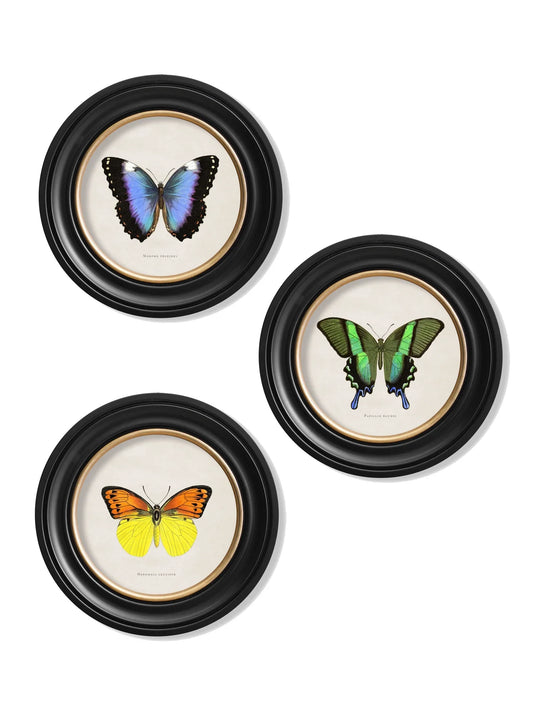 C.1835 Tropical Butterflies - Round Frames for sale - Woodcock and Cavendish