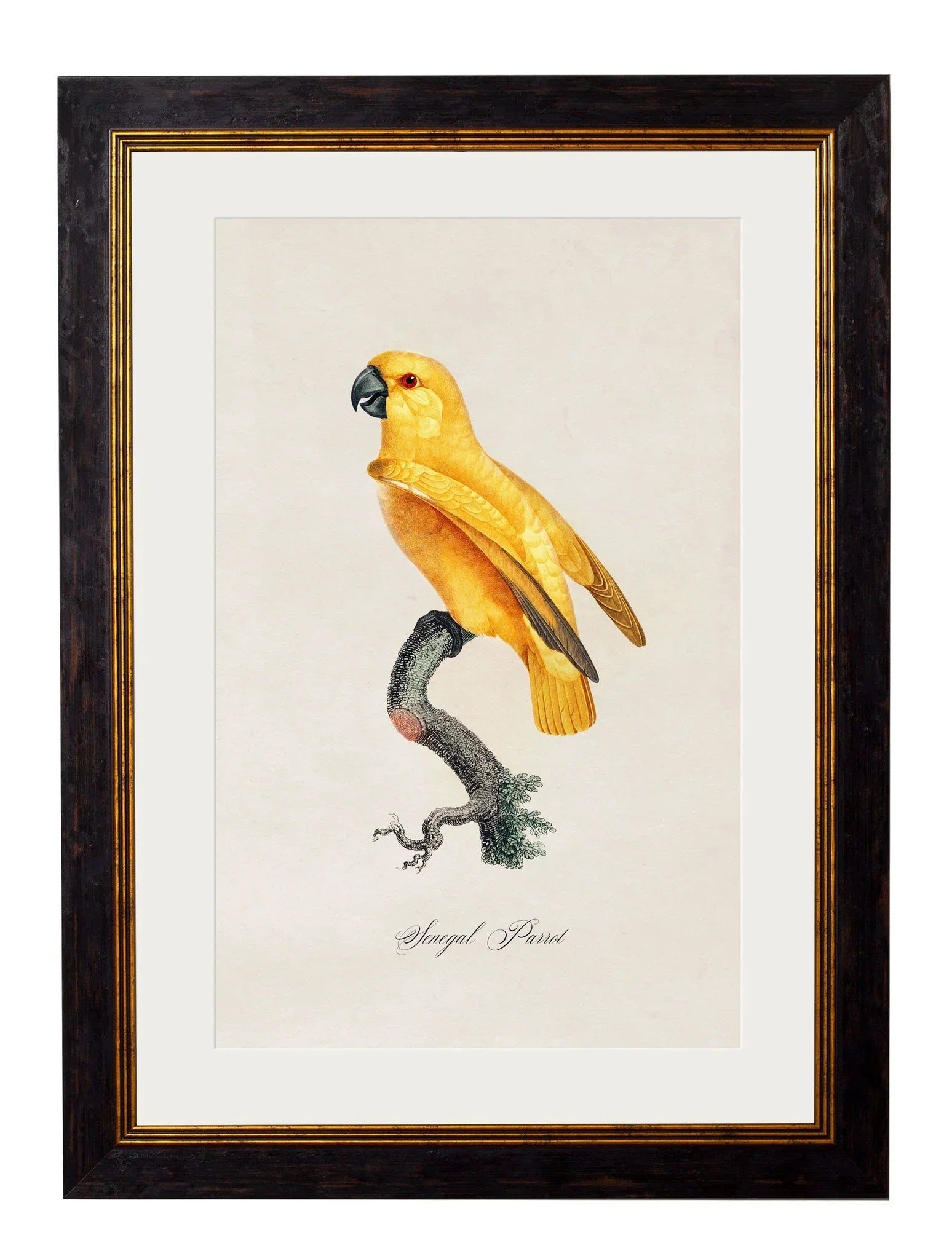 C.1800's Collection Of Parrots - Set of 12 for sale - Woodcock and Cavendish