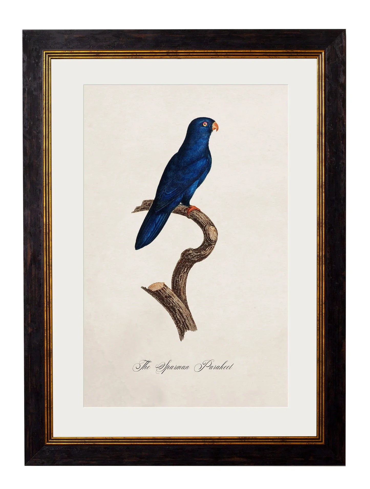 C.1800's Collection Of Parrots for sale - Woodcock and Cavendish