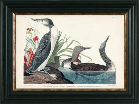 Waterbirds IX - Framed Print for sale - Woodcock and Cavendish
