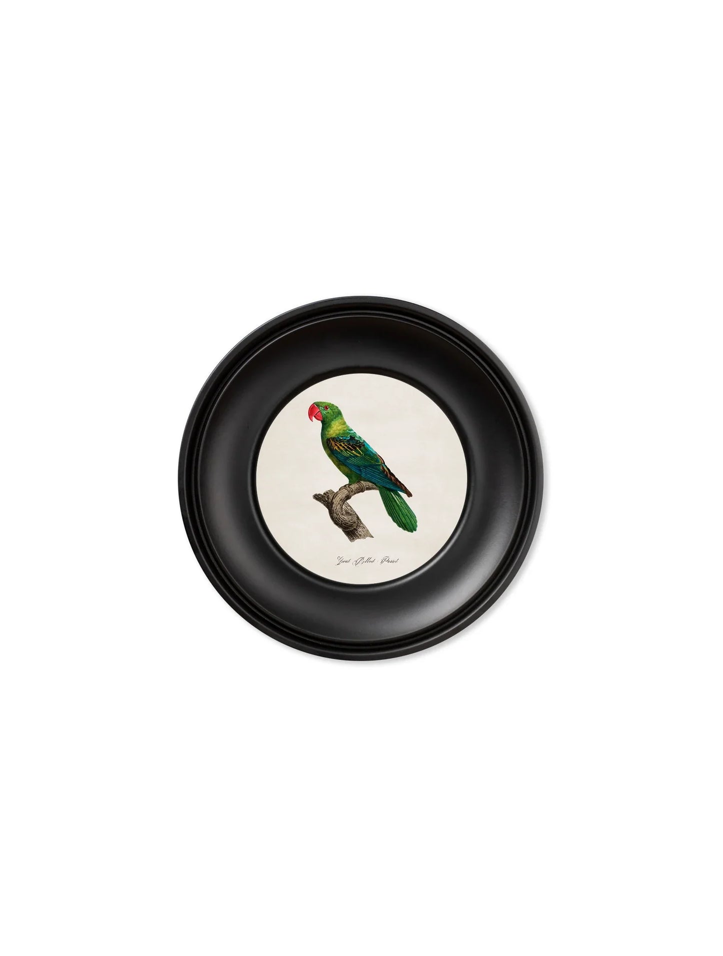 C.1800 Collection of  Parrots in  Mini Round Frames for sale - Woodcock and Cavendish