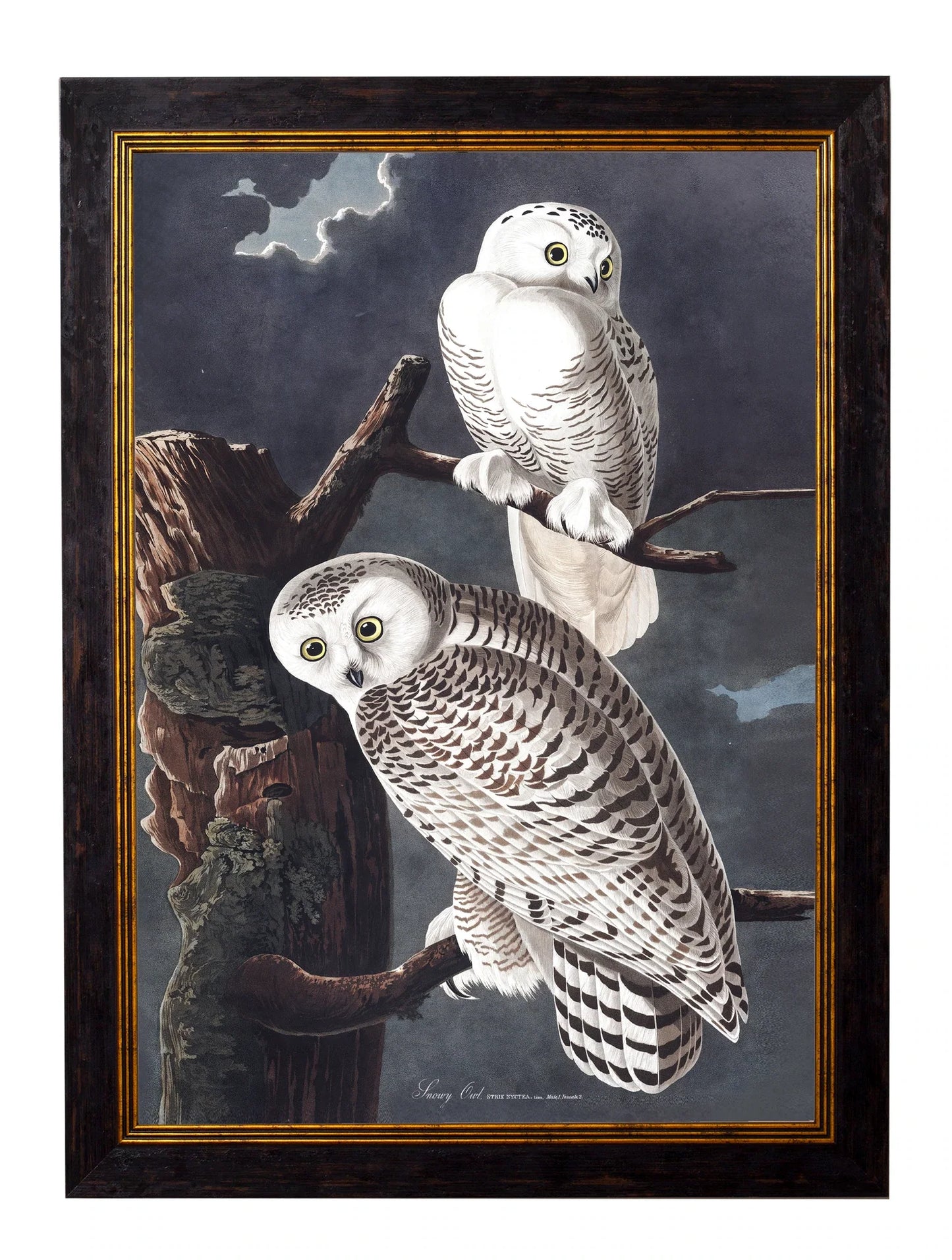 C.1838 Audubon's Owls Frames for sale - Woodcock and Cavendish