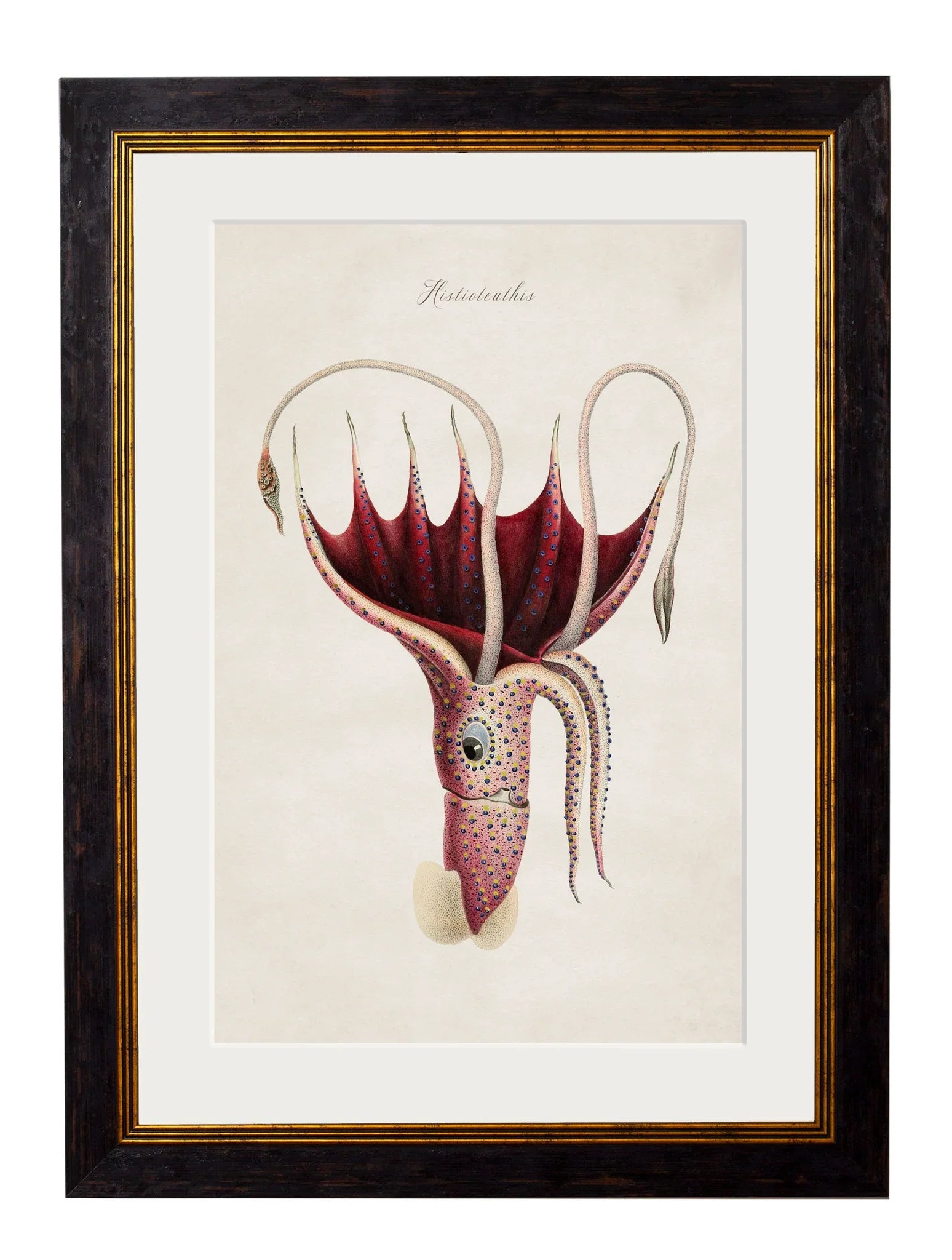 C.1876 Collection of Marine Animals Frames for sale - Woodcock and Cavendish