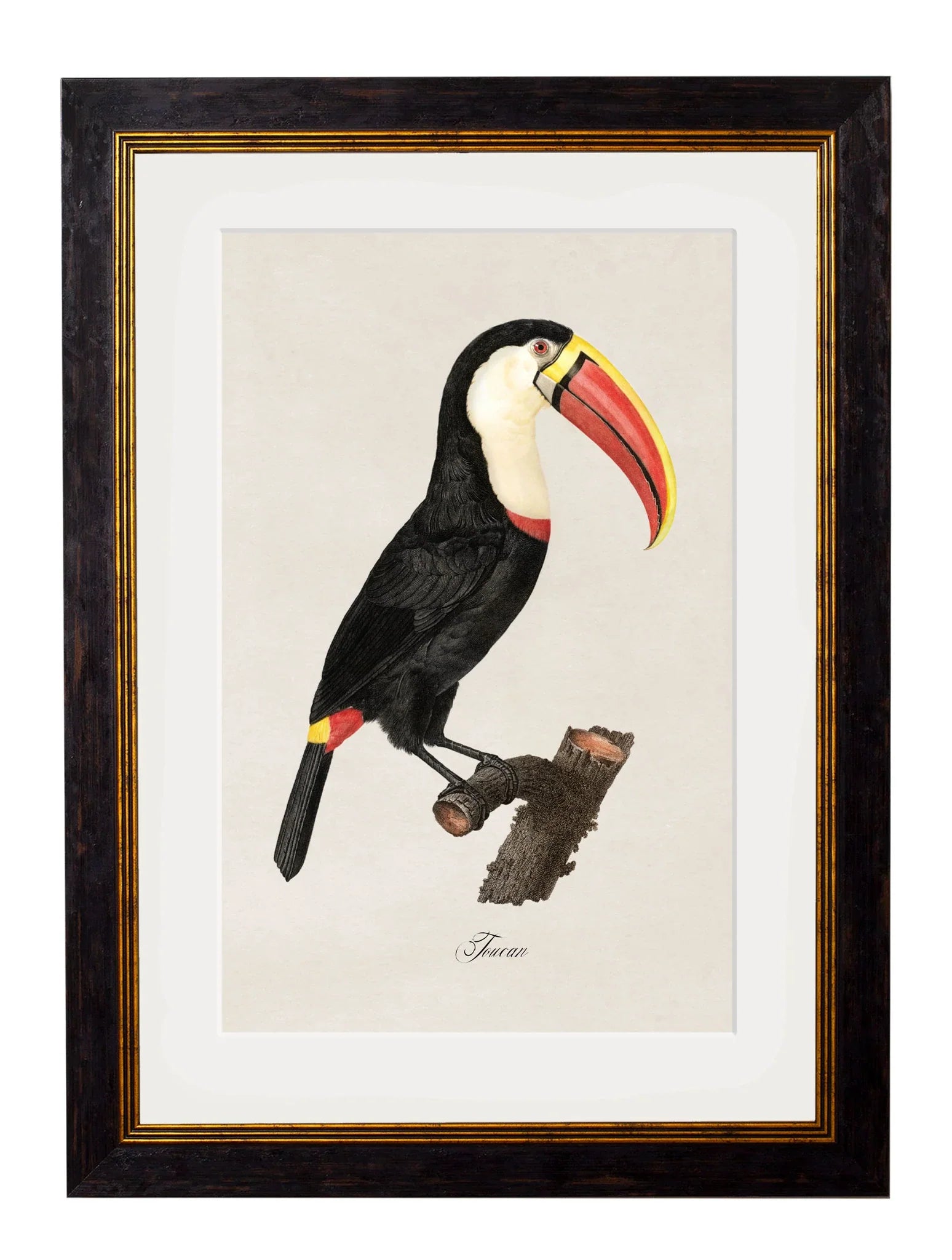 C.1809 Toucans Frames for sale - Woodcock and Cavendish