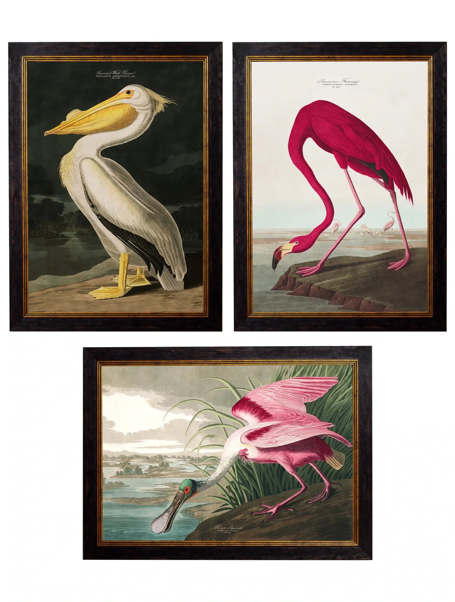 C.1838 Audubon's Birds of America for sale - Woodcock and Cavendish