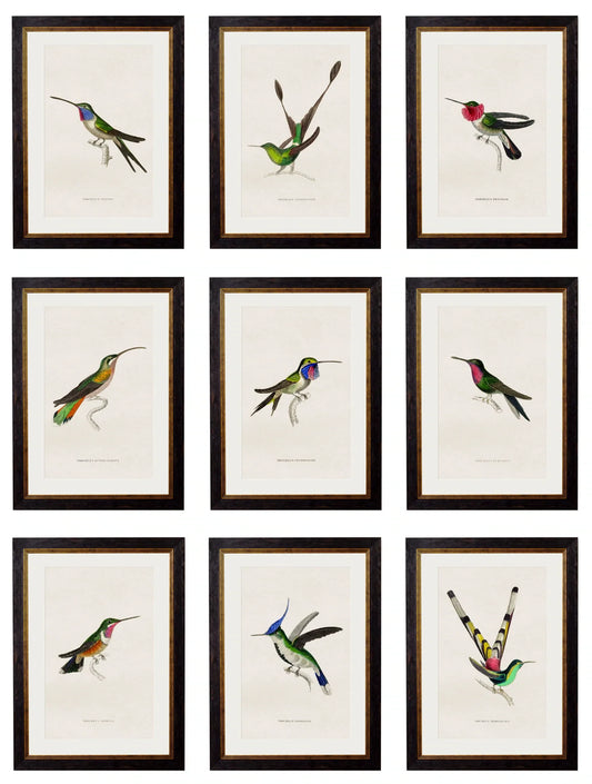 C.1833 Hummingbirds - Frames for sale - Woodcock and Cavendish