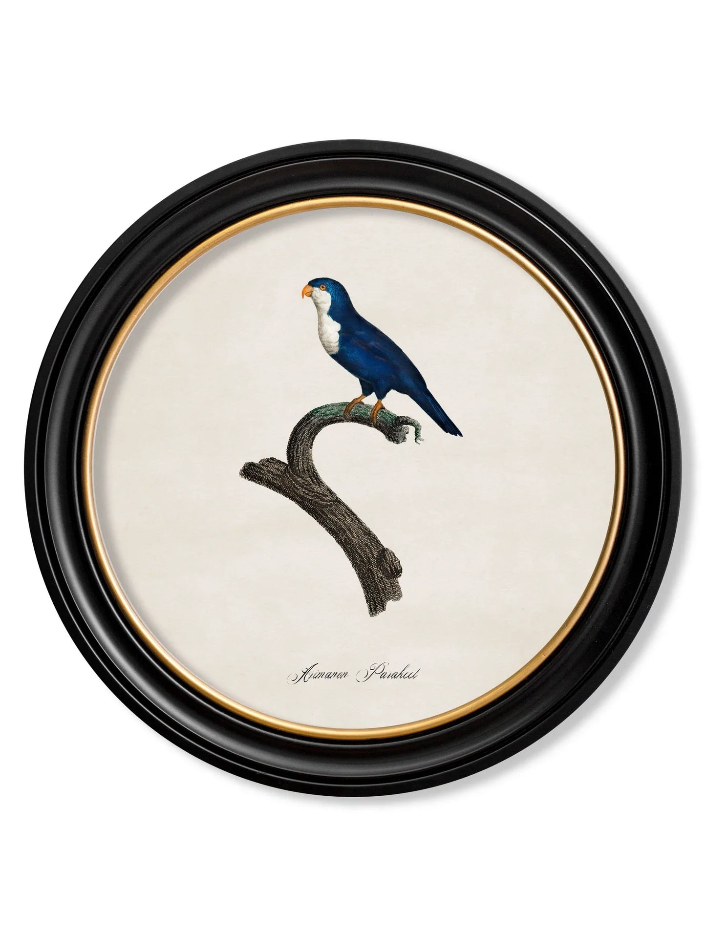 C.1800'S Collection Of Parrots In Round Frames for sale - Woodcock and Cavendish