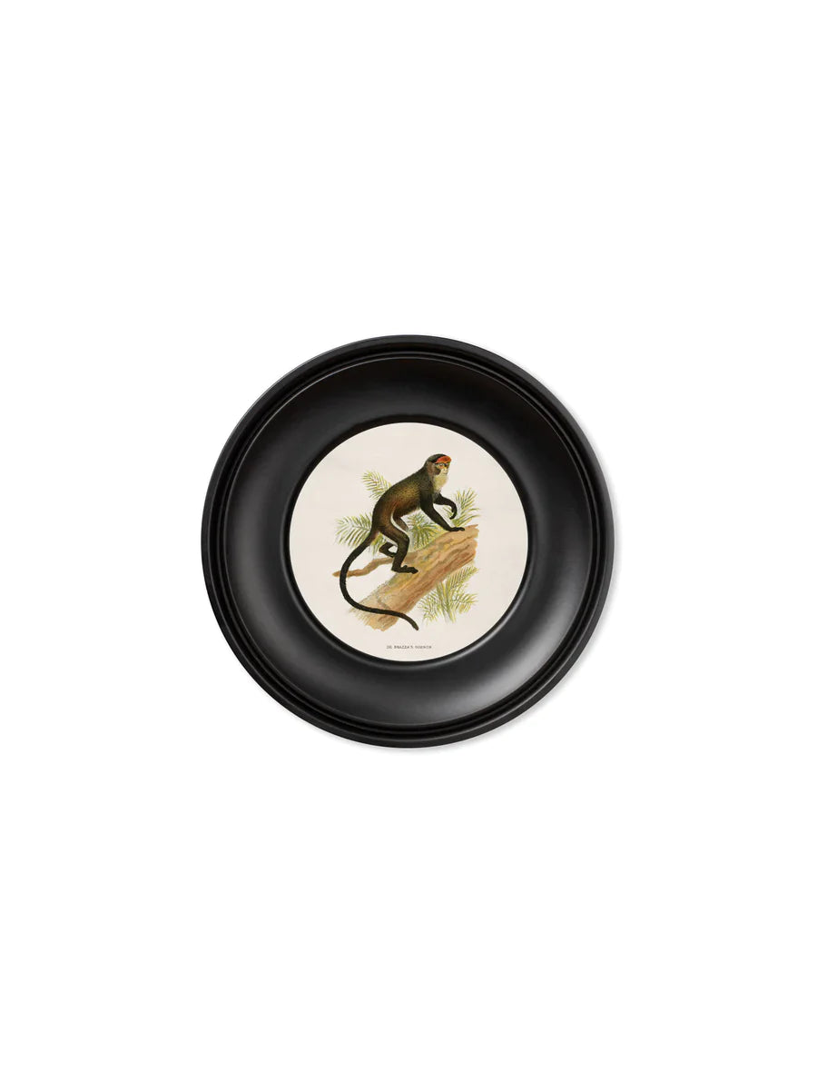 C.1910 Collection of Primates in Round Frame MINI for sale - Woodcock and Cavendish