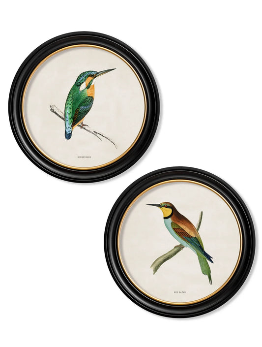 C.1870 Kingfisher and Bee Eater Round Frames for sale - Woodcock and Cavendish