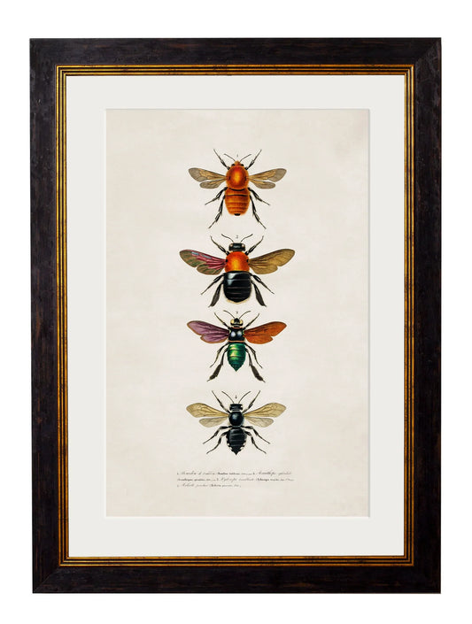C.1892 Bees and Wasps Frames for sale - Woodcock and Cavendish