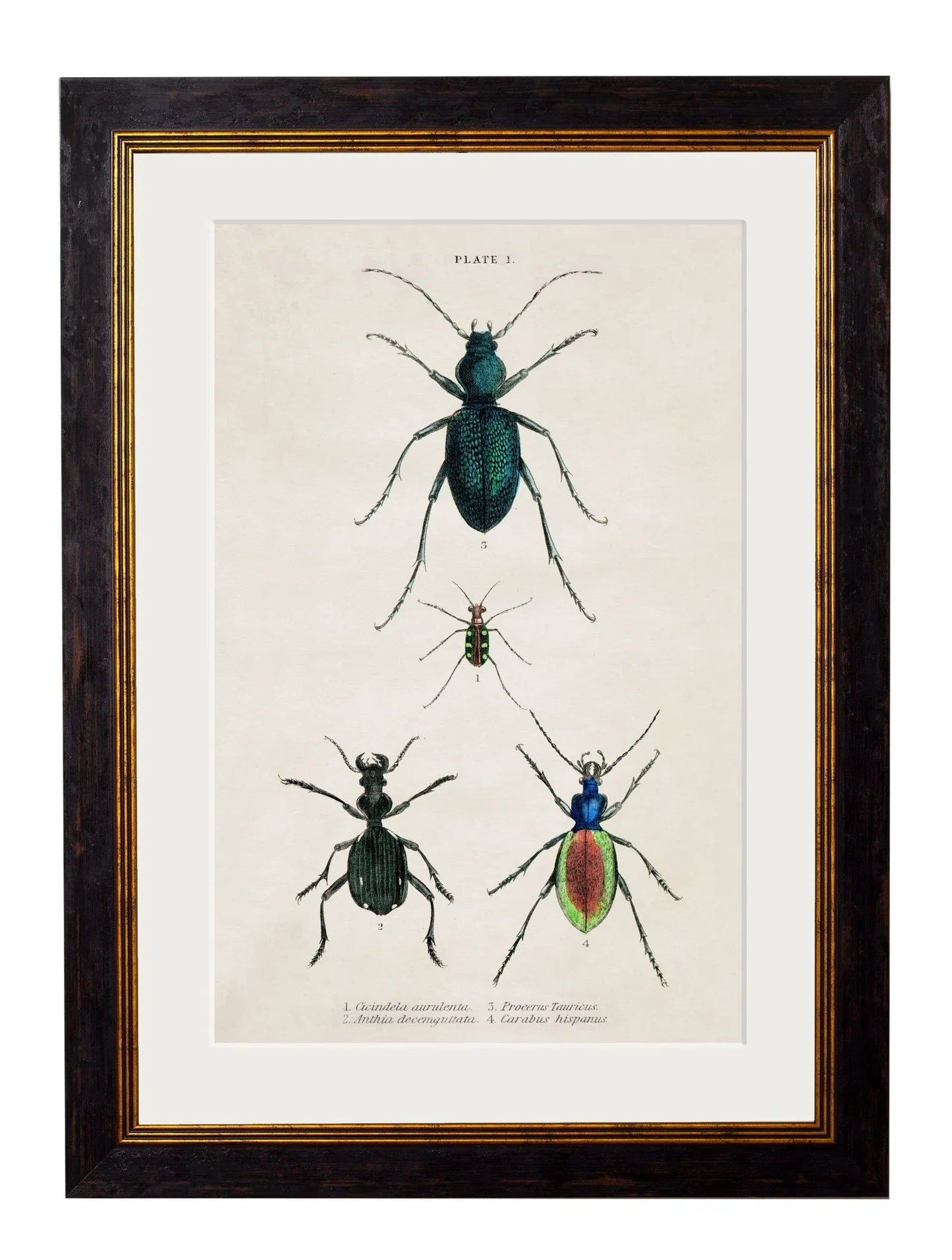 C.1836 Studies of Beetles for sale - Woodcock and Cavendish