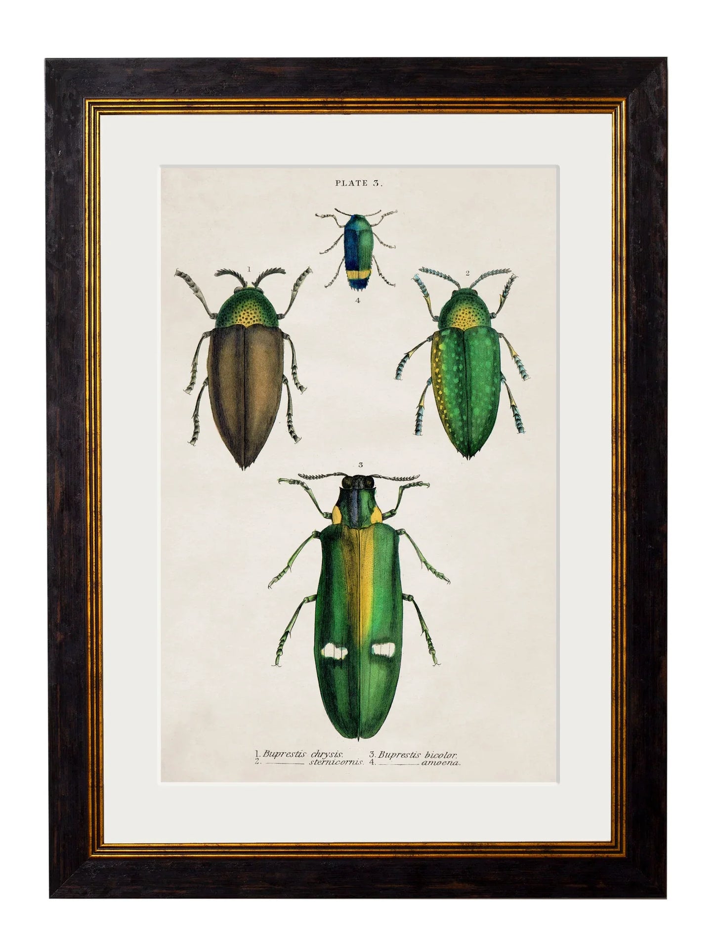 C.1836 Studies of Beetles for sale - Woodcock and Cavendish