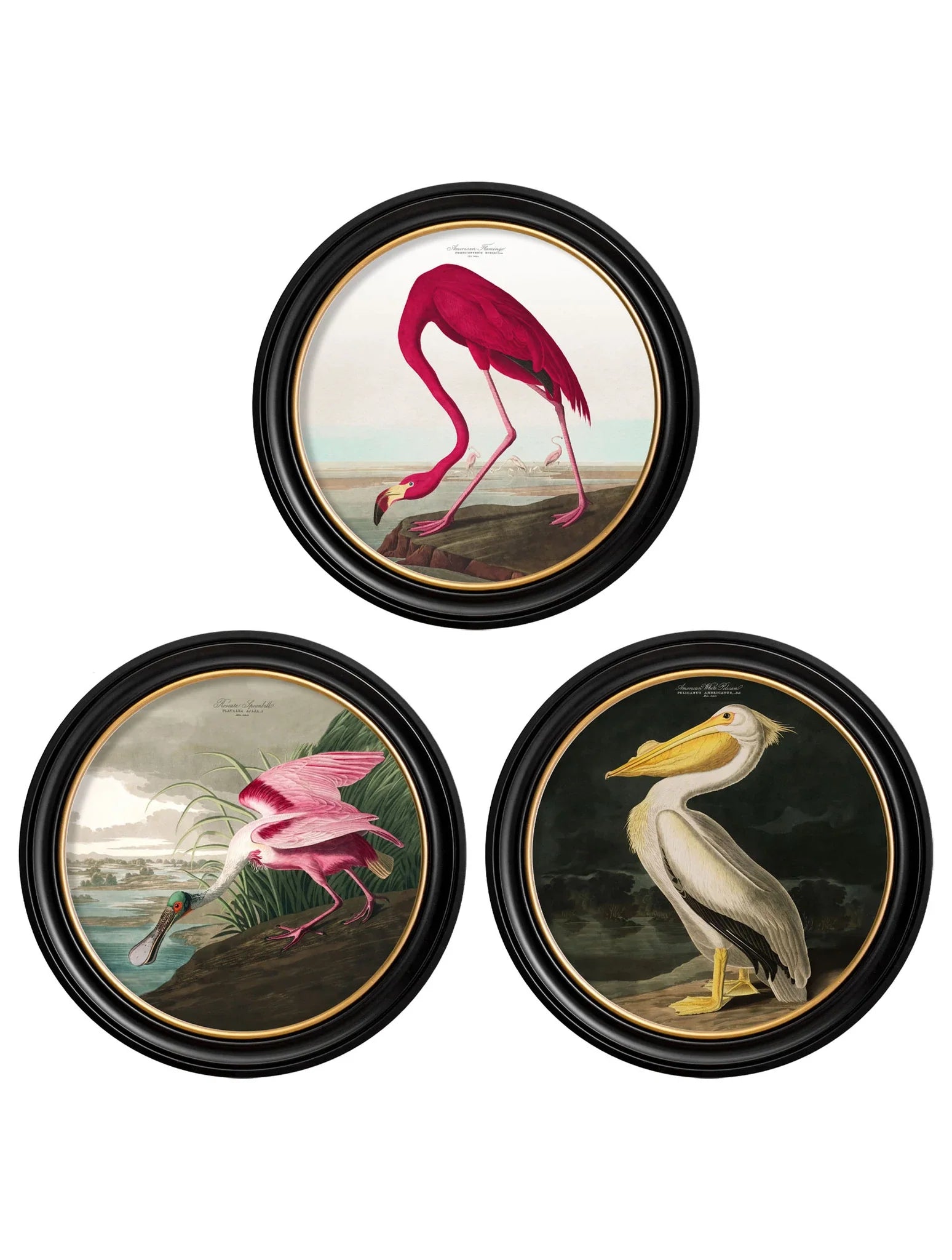 C.1838 Audubon's Birds of  America in Round Frames for sale - Woodcock and Cavendish