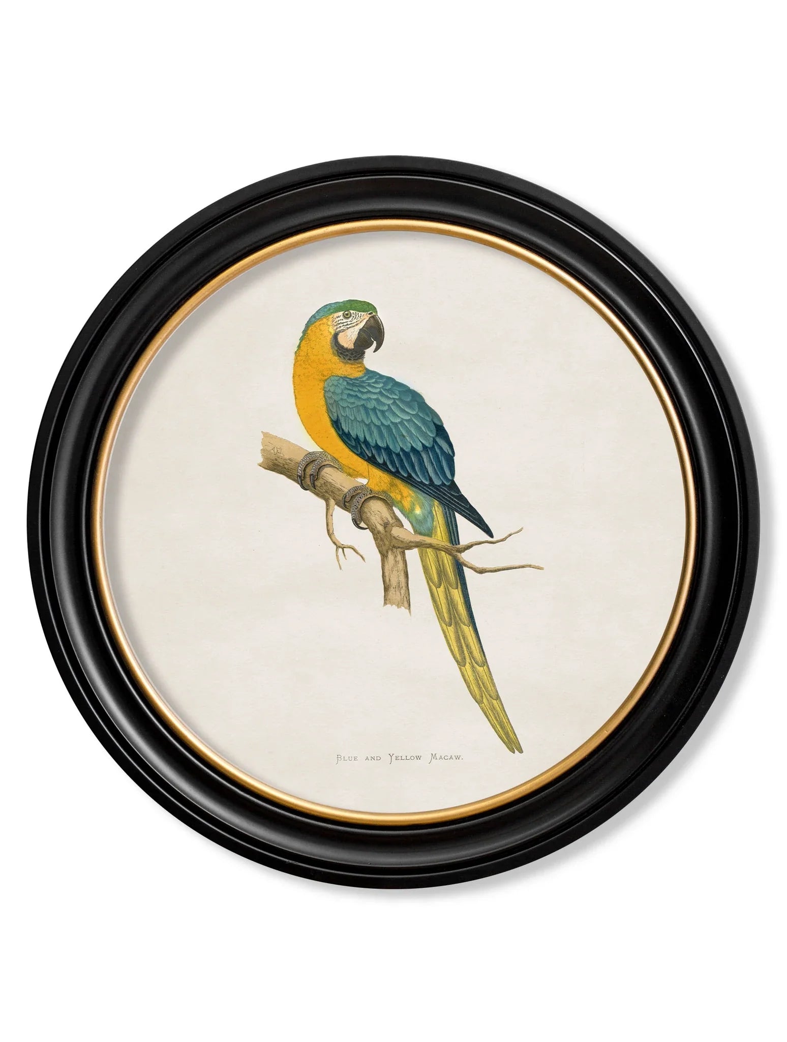 C.1884 Collections Of Macaws In Round Frames for sale - Woodcock and Cavendish