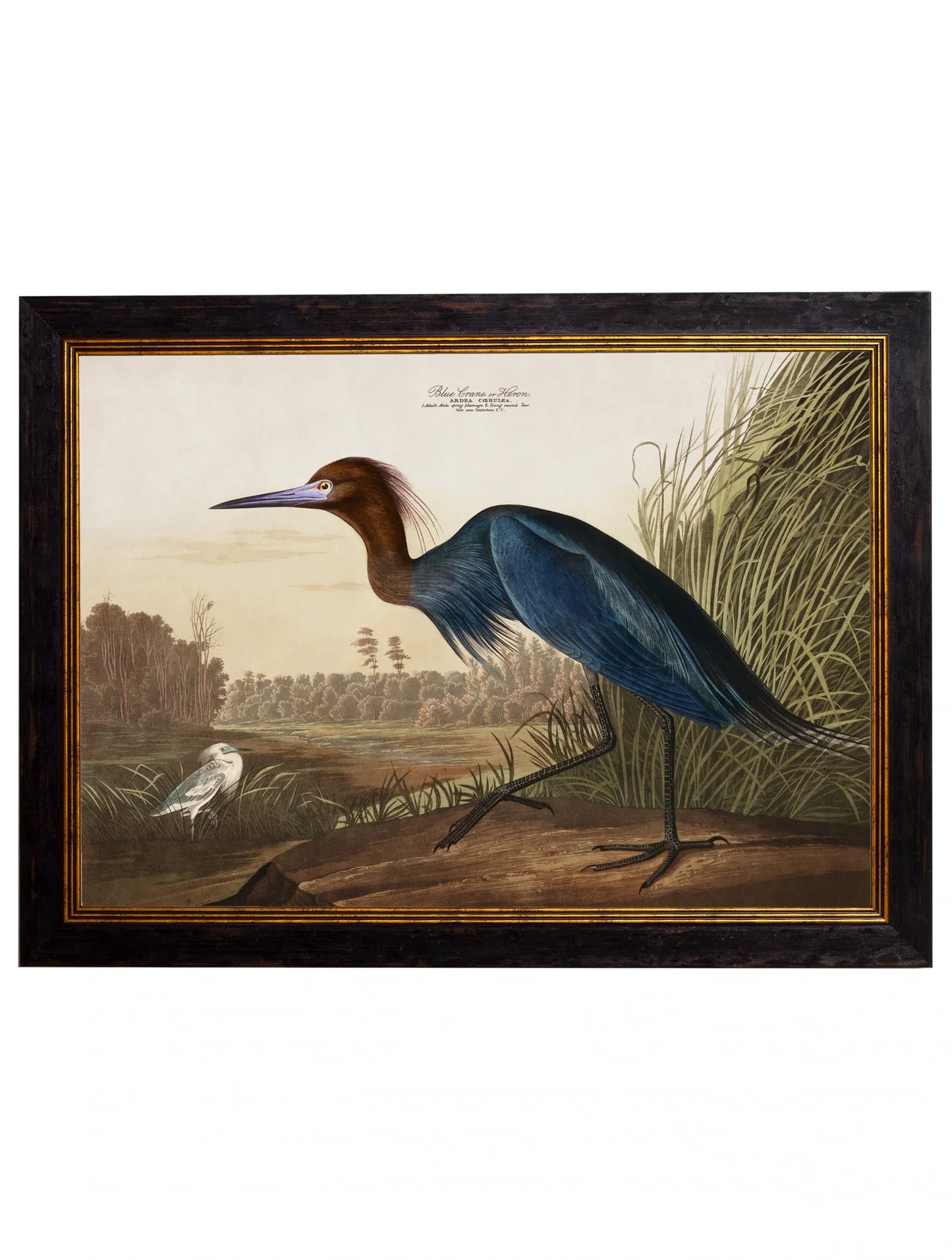 C.1838 Audubon's Herons Frames for sale - Woodcock and Cavendish