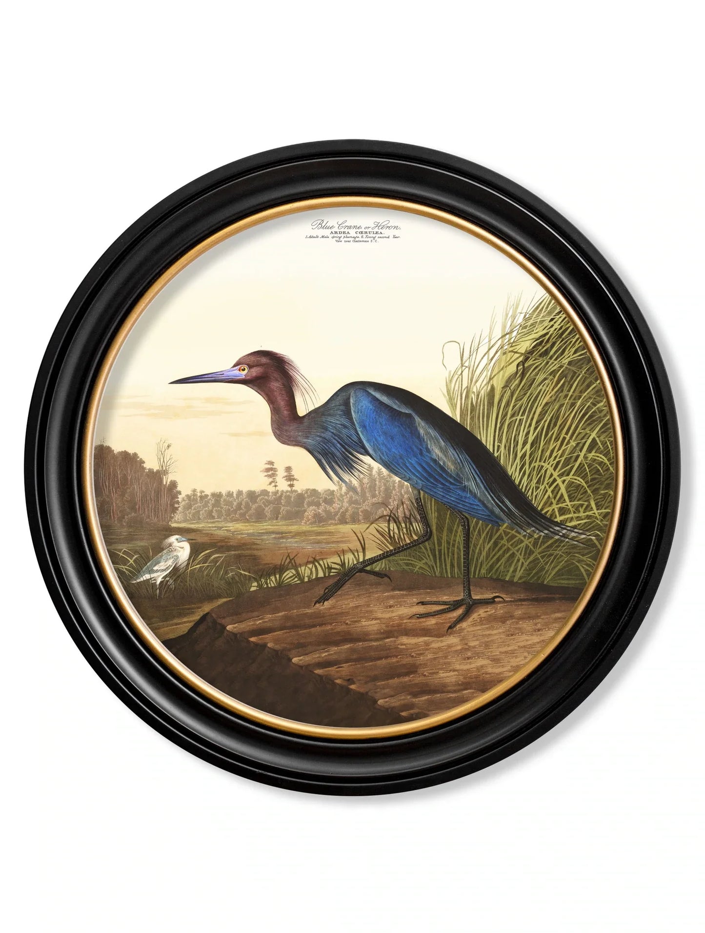 C.1838 Audubon's Herons in Round Frames for sale - Woodcock and Cavendish