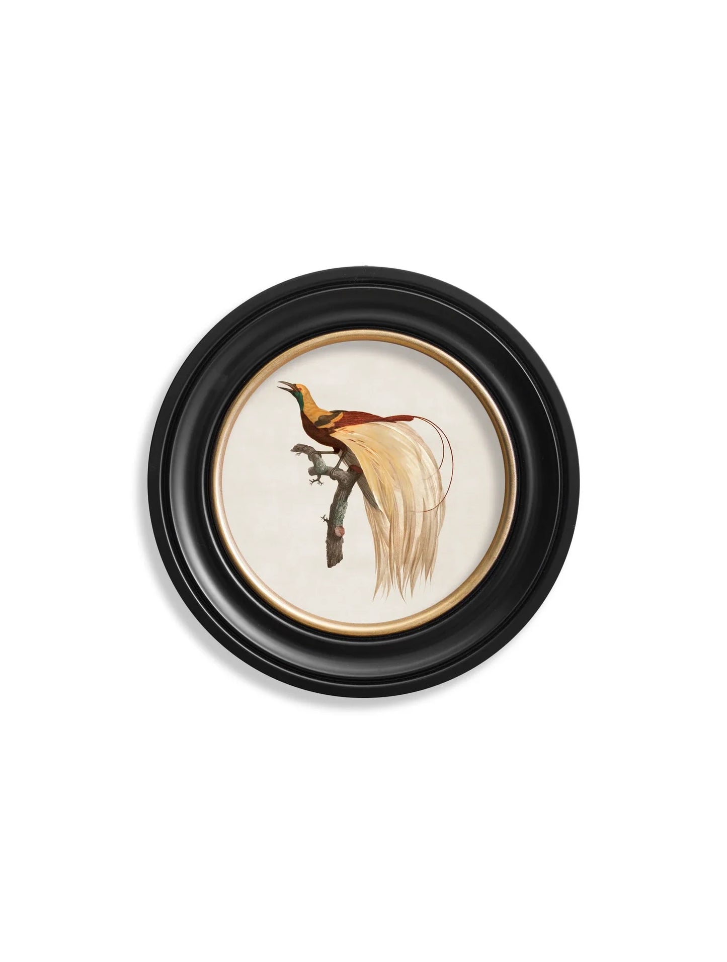 C.1809 Birds of Paradise - Round Frames for sale - Woodcock and Cavendish