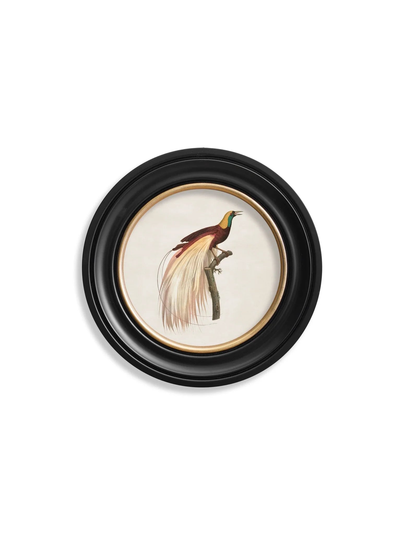 C.1809 Birds of Paradise - Round Frames for sale - Woodcock and Cavendish