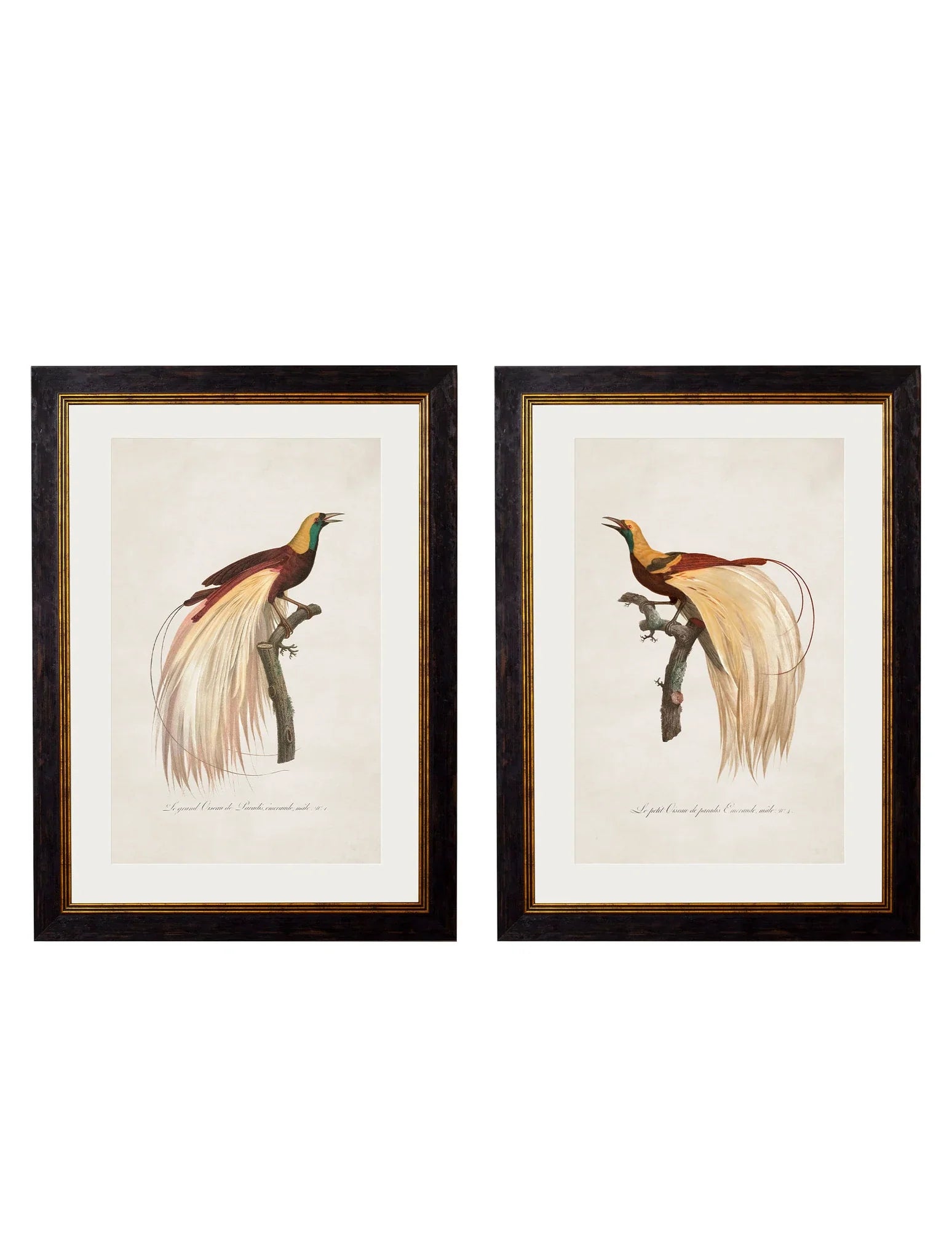 C.1809 Birds of Paradise Frames for sale - Woodcock and Cavendish