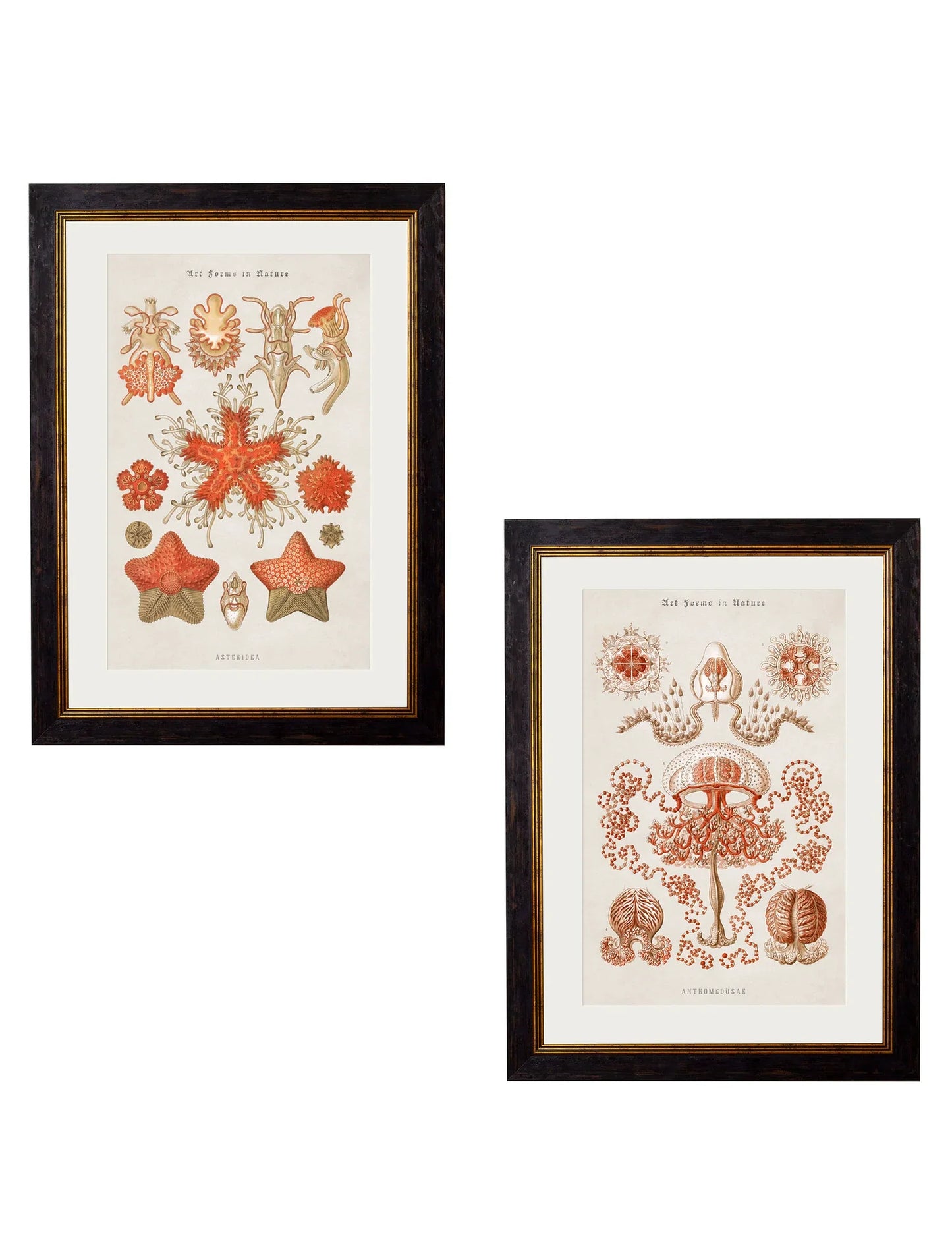 C.1904 Haeckel Marine Animals Frames for sale - Woodcock and Cavendish