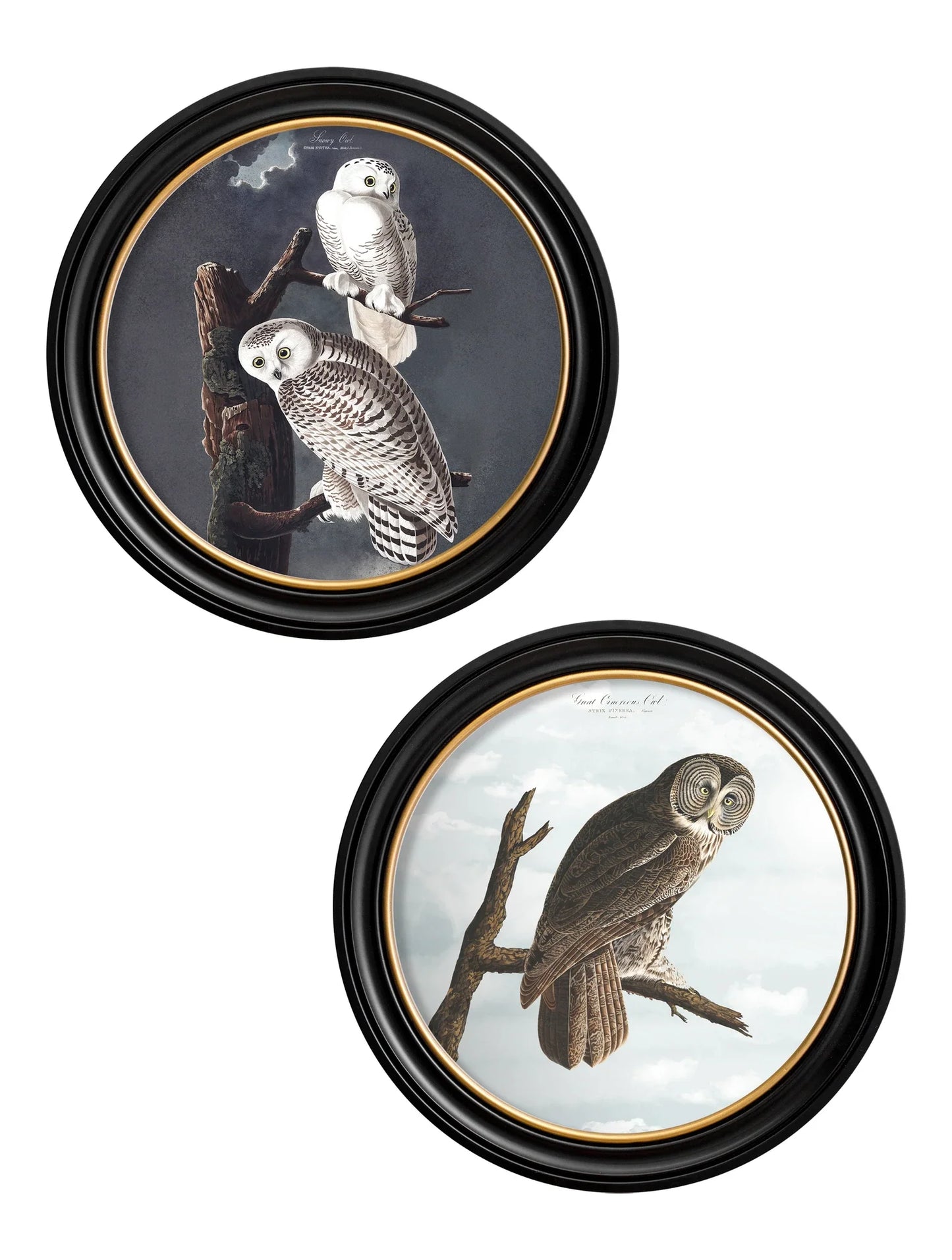 C.1838 Audubon's Owls - Round Frame for sale - Woodcock and Cavendish
