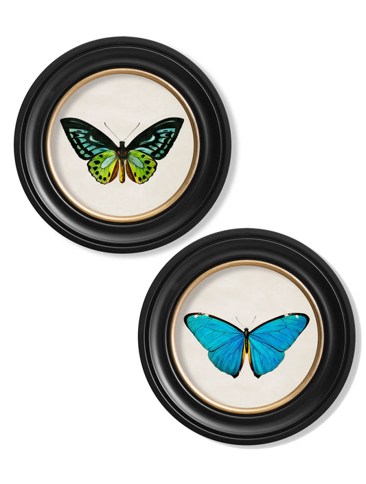 C.1836 Tropical Butterflies - Round Frames for sale - Woodcock and Cavendish