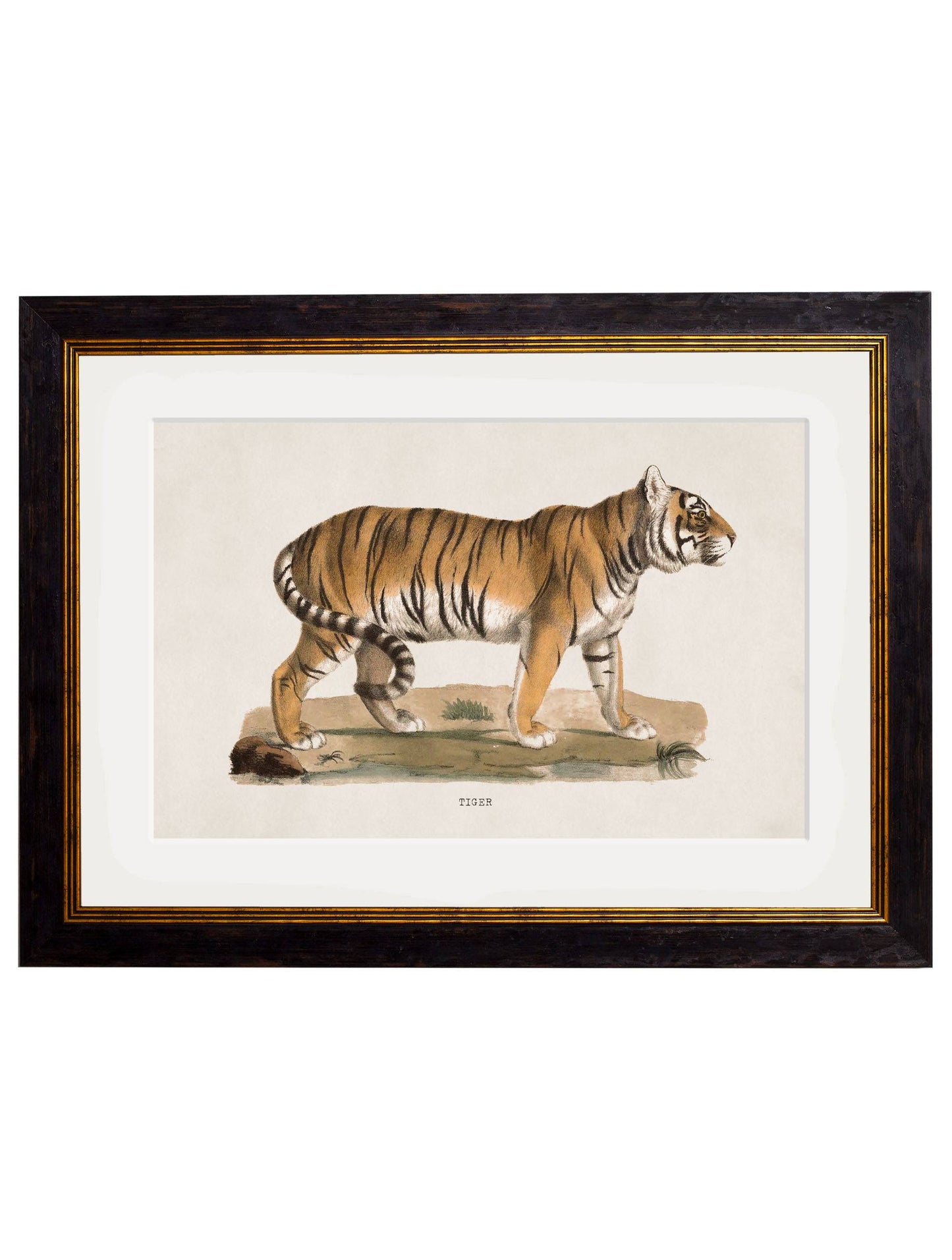 C.1824 Tiger for sale - Woodcock and Cavendish