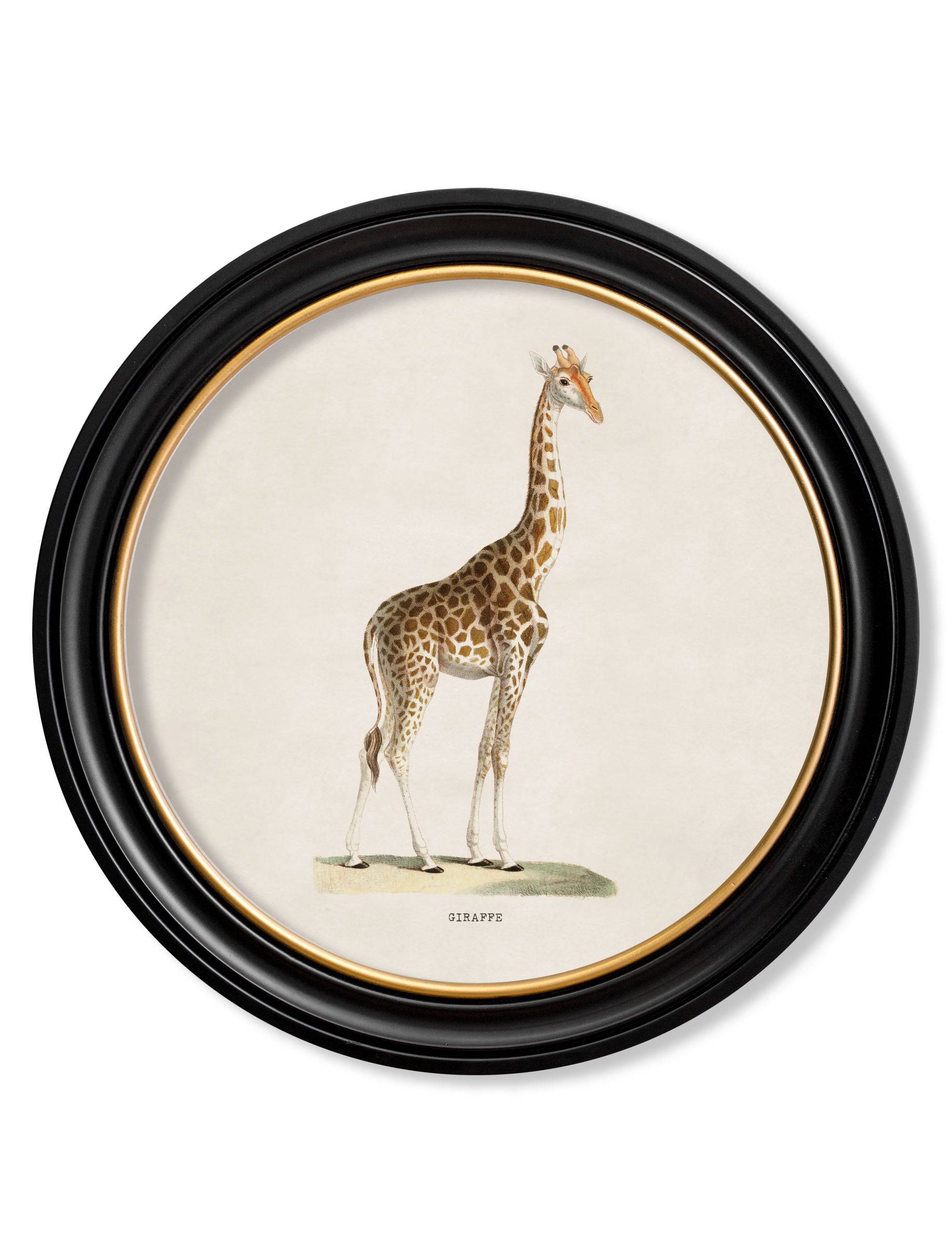 C.1836 Giraffe - Round Frame for sale - Woodcock and Cavendish