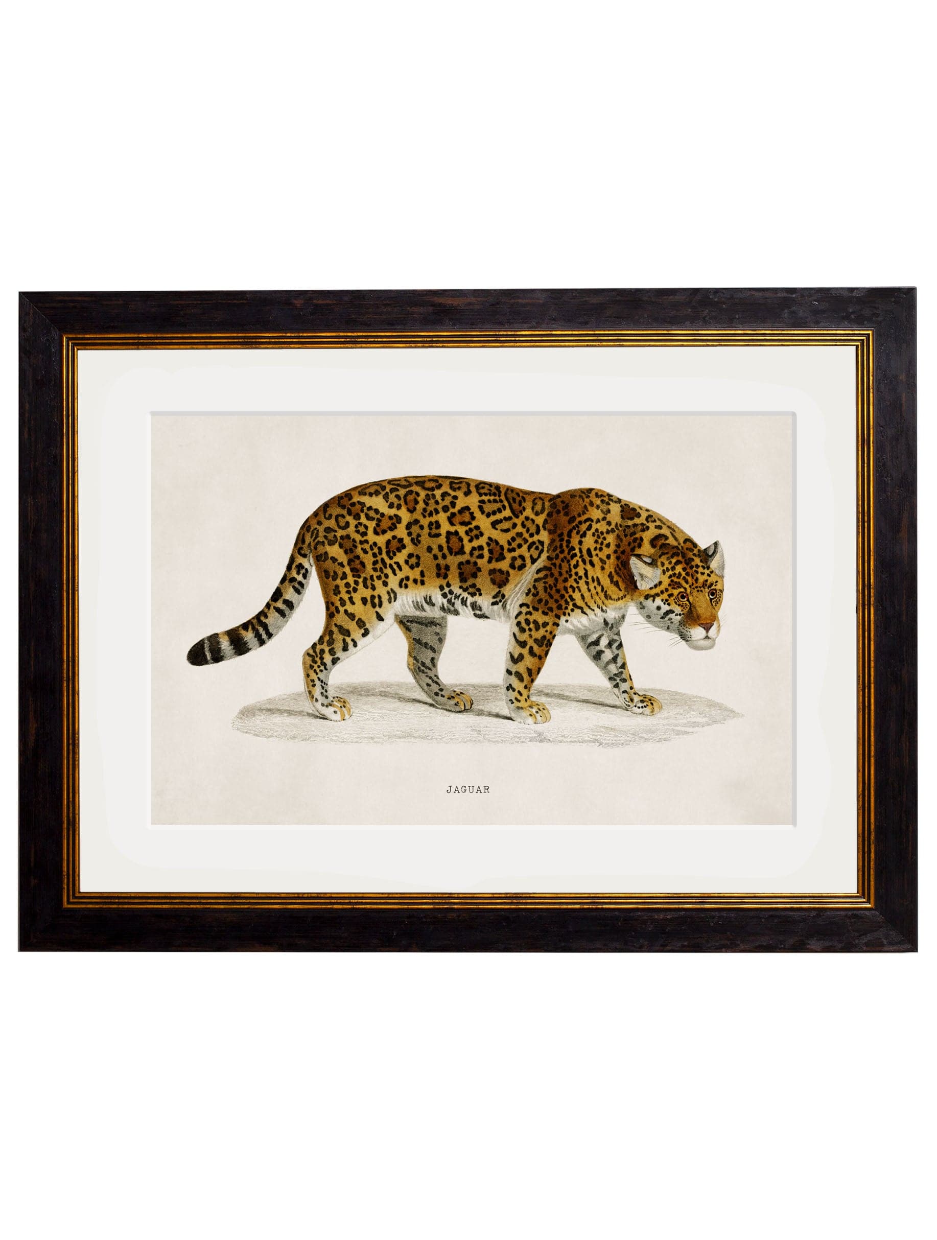 C.1836 Jaguar for sale - Woodcock and Cavendish